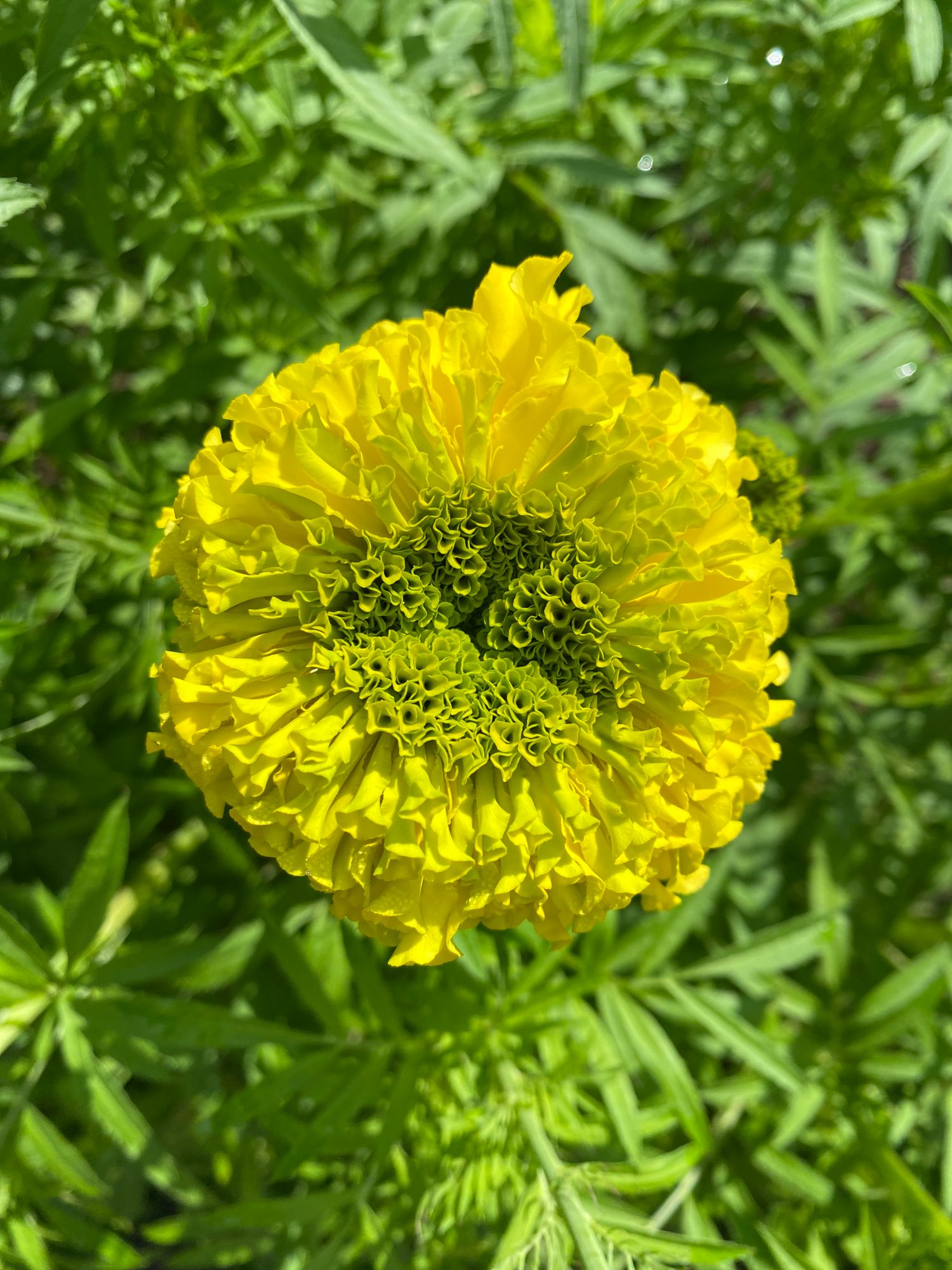 TAGETES erecta Nosento Limegreen