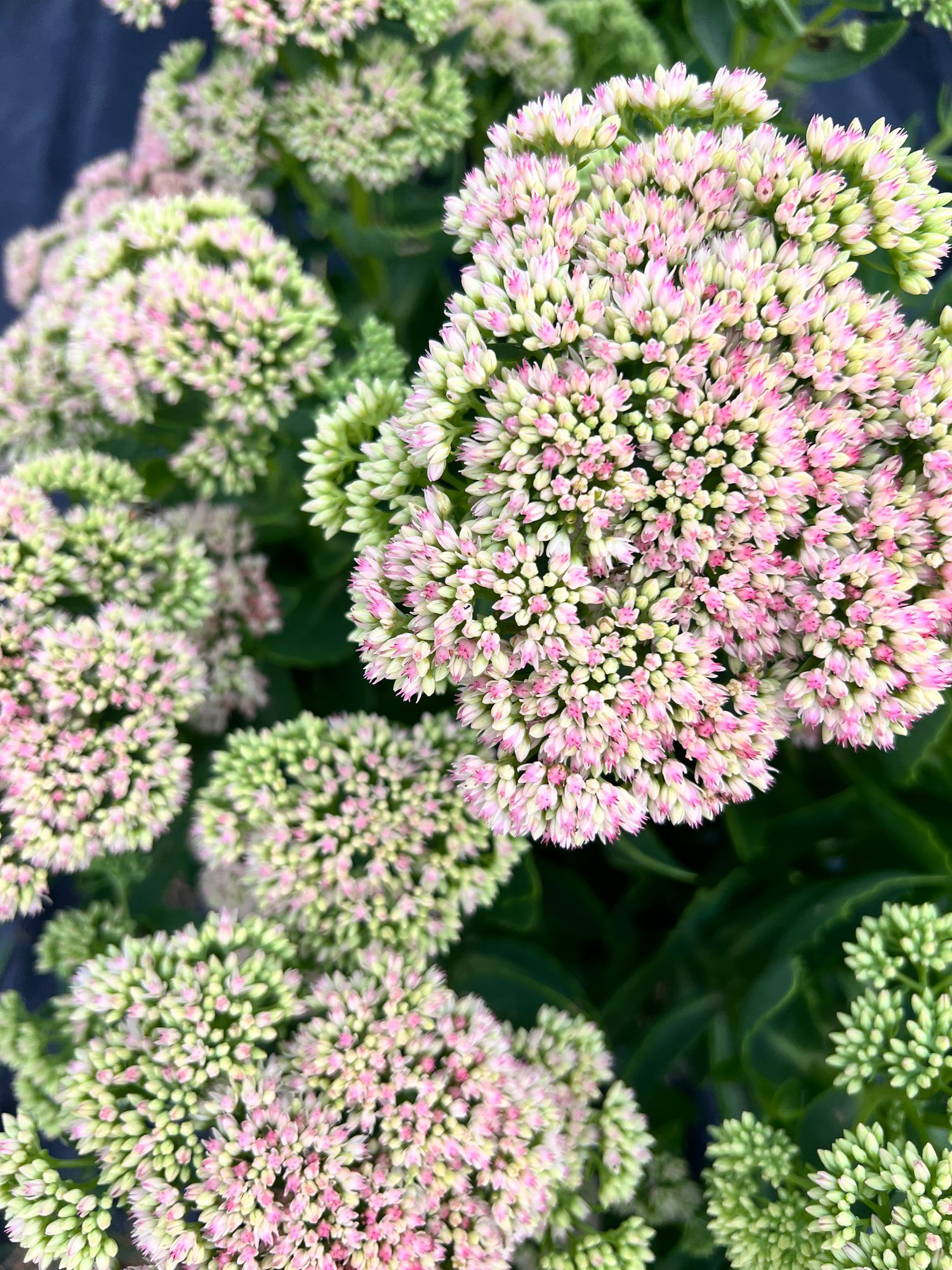 HYLOTELEPHIUM spectabile Autumn Joy