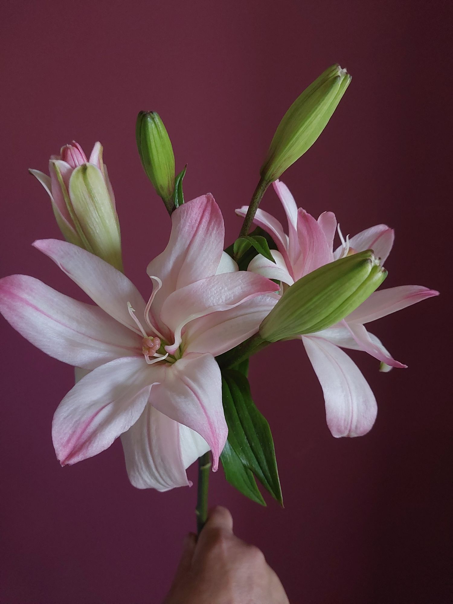 LILIUM longiflorum x asiatic