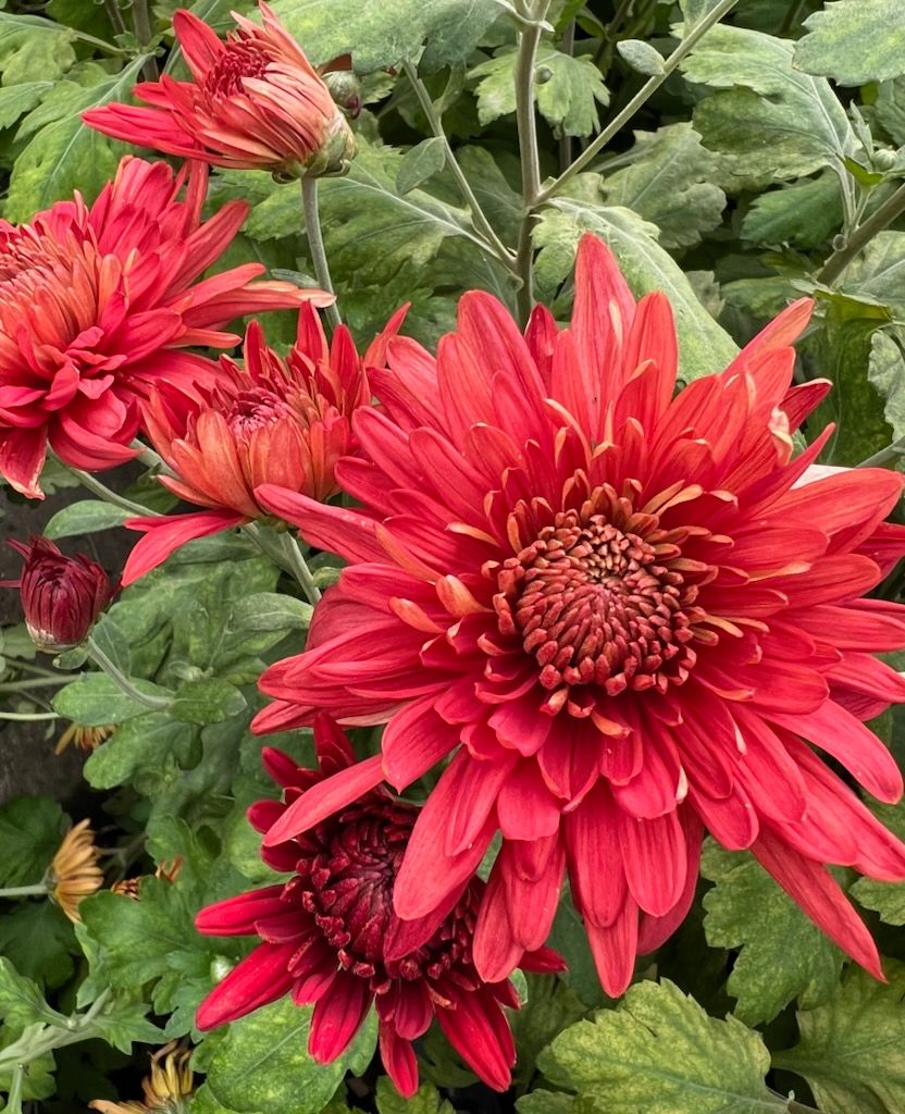 CHRYSANTHEMUM x Red Headliner