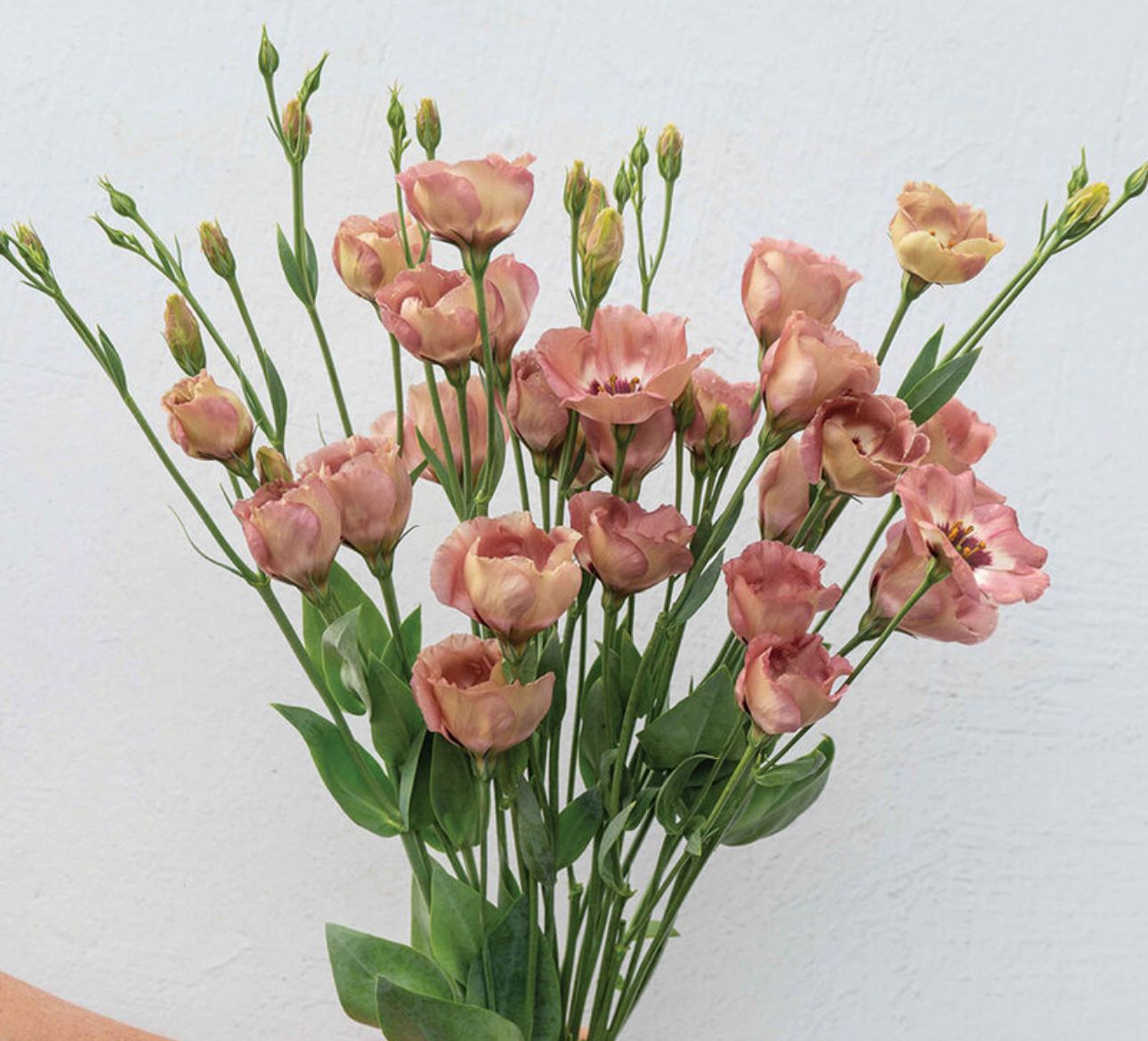 EUSTOMA grandiflorum Puccino Chocolate