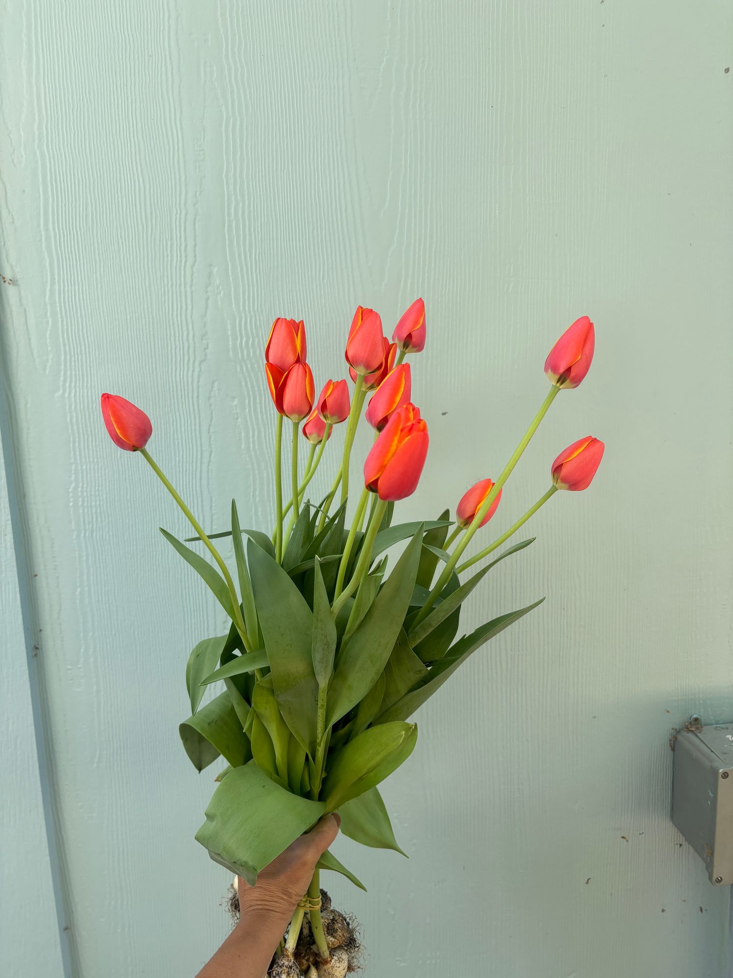 TULIPA