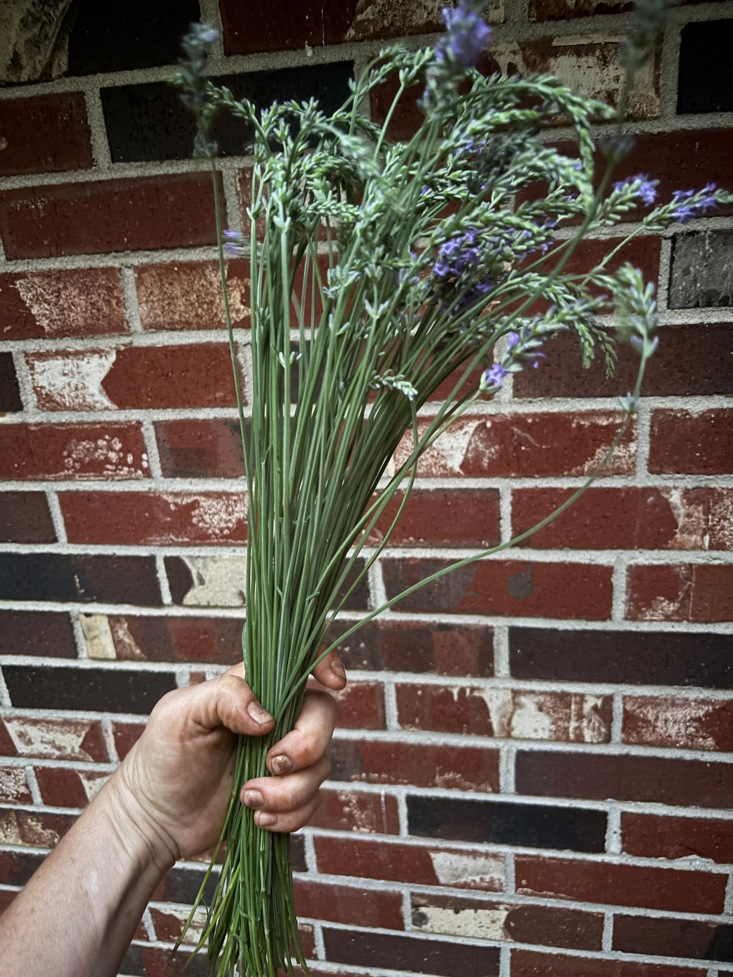 LAVENDULA x intermedia Phenomenal