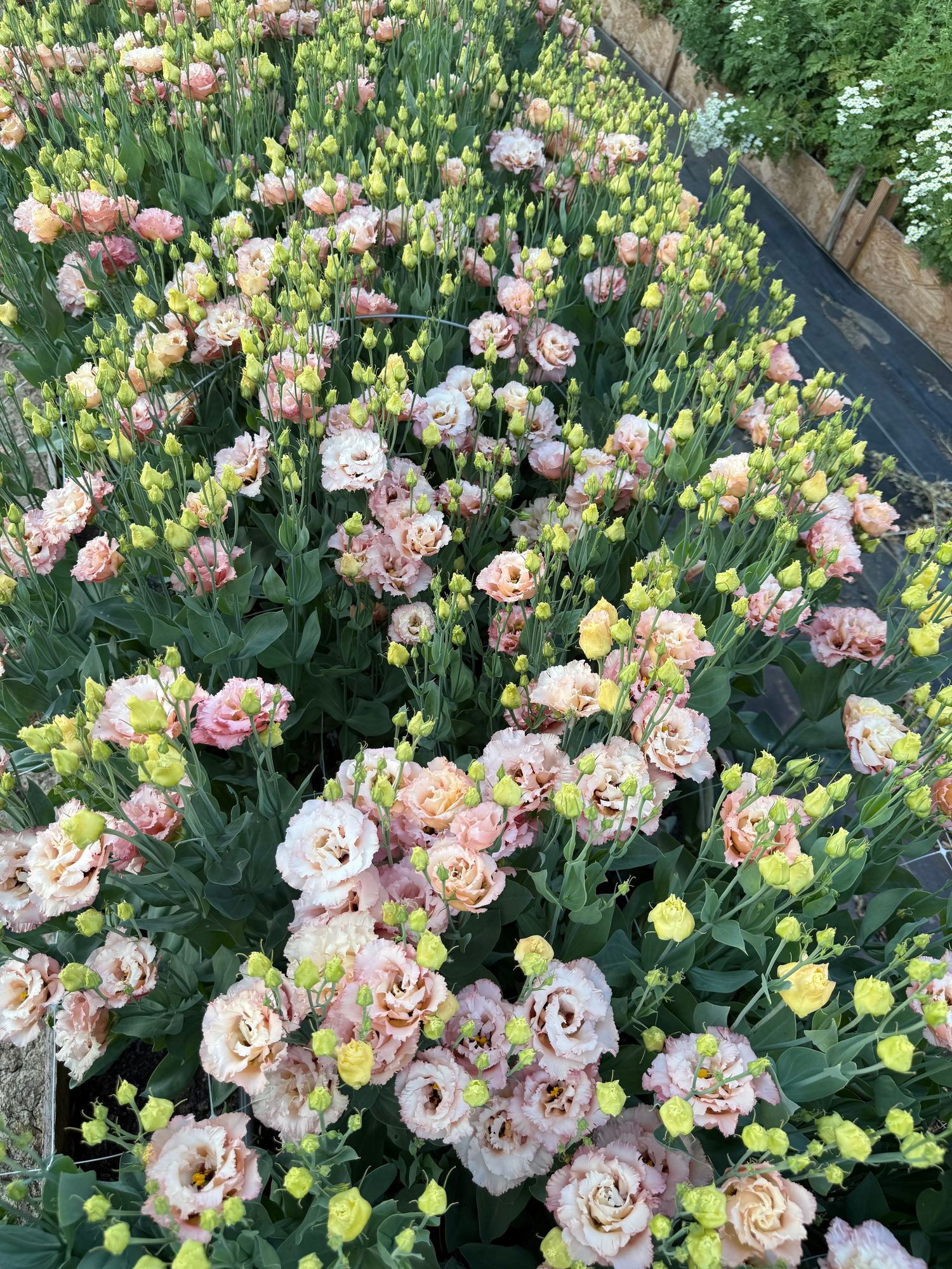 Lisianthus Celeb Salmon Pink