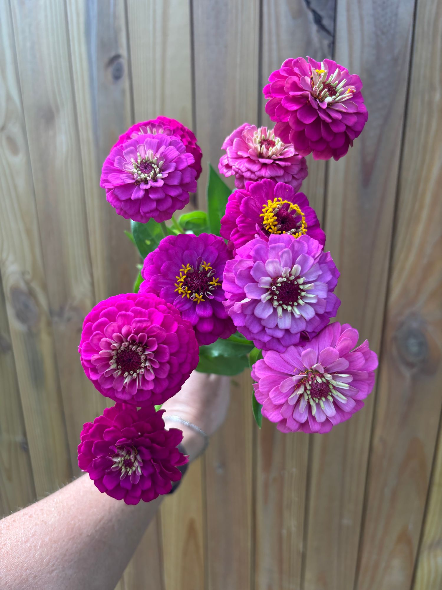 ZINNIA elegans Oklahoma Series