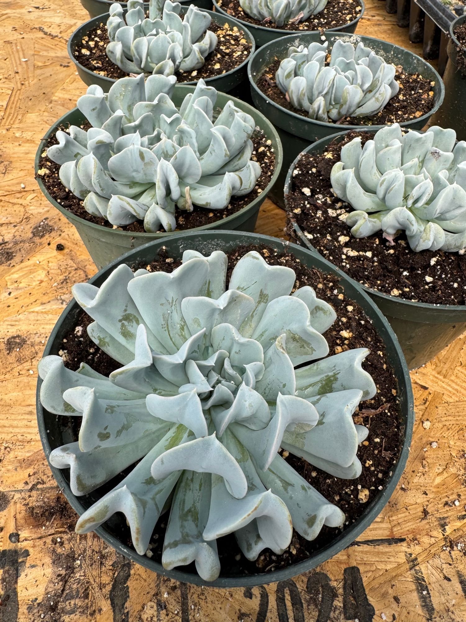 Succulent Topsy Turvy Echeveria