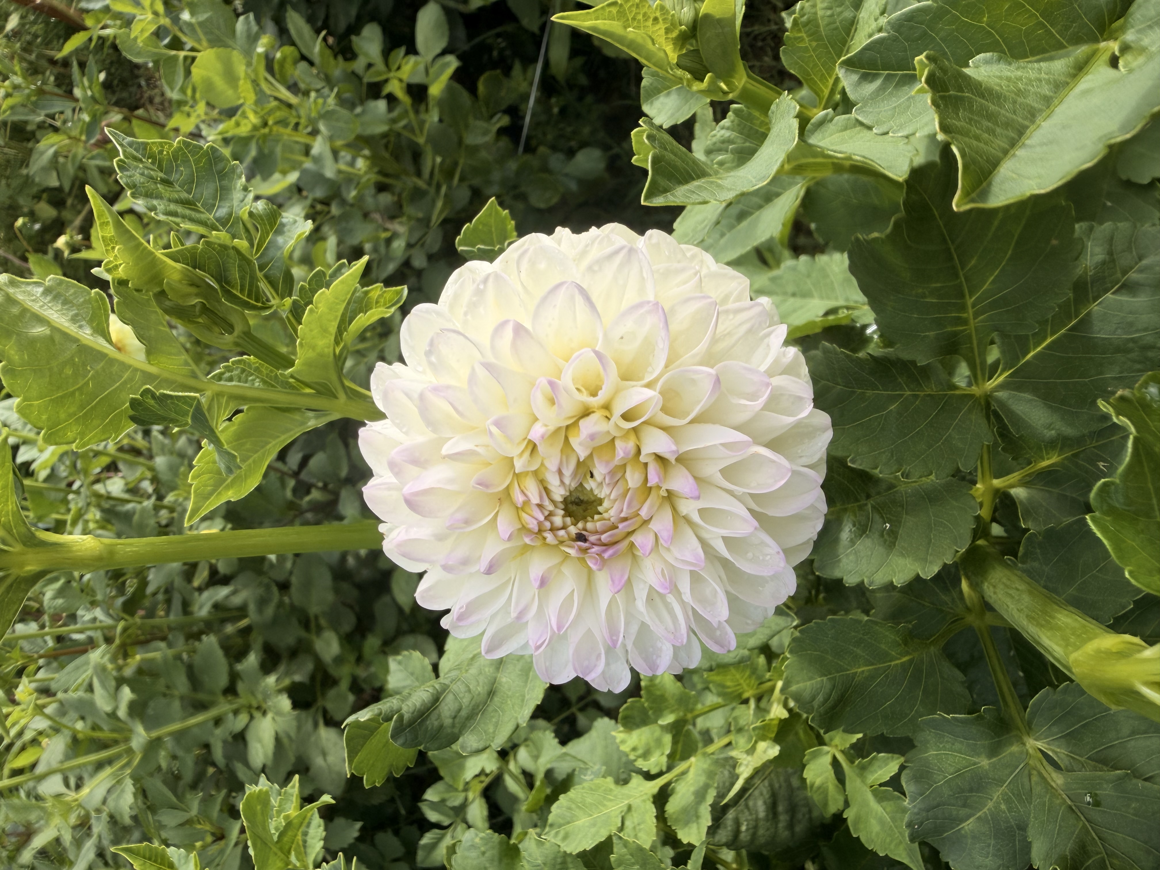 DAHLIA Ball