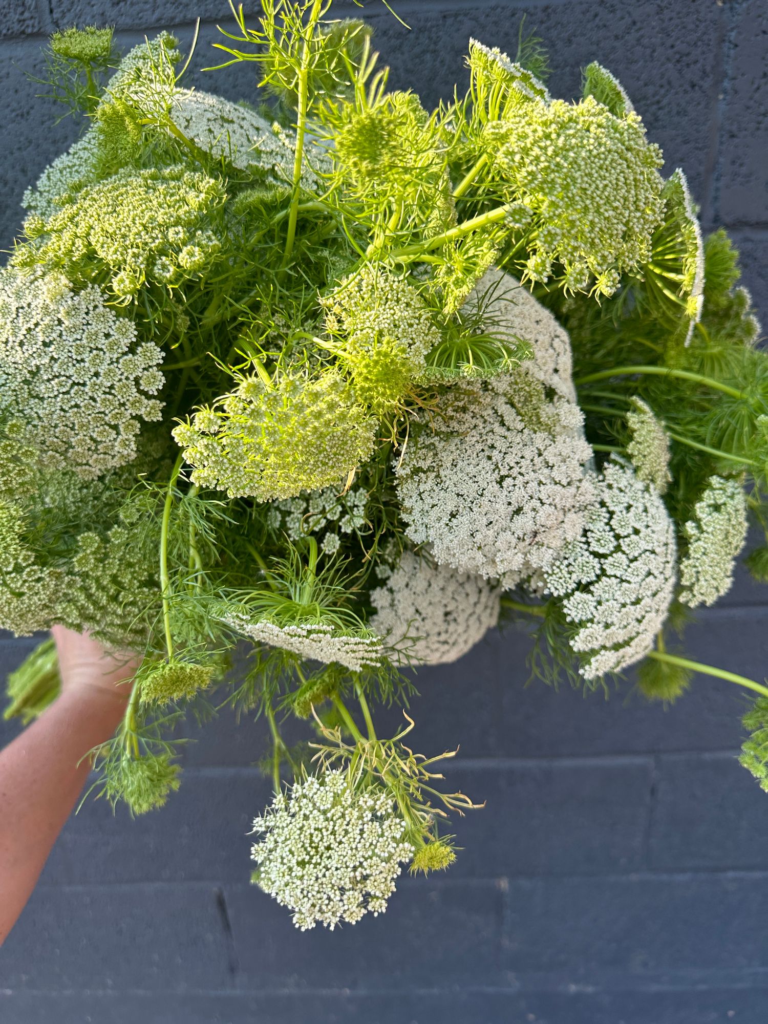 AMMI visnaga Green Mist