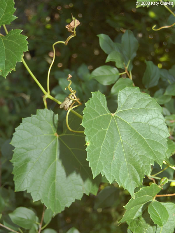 VITIS