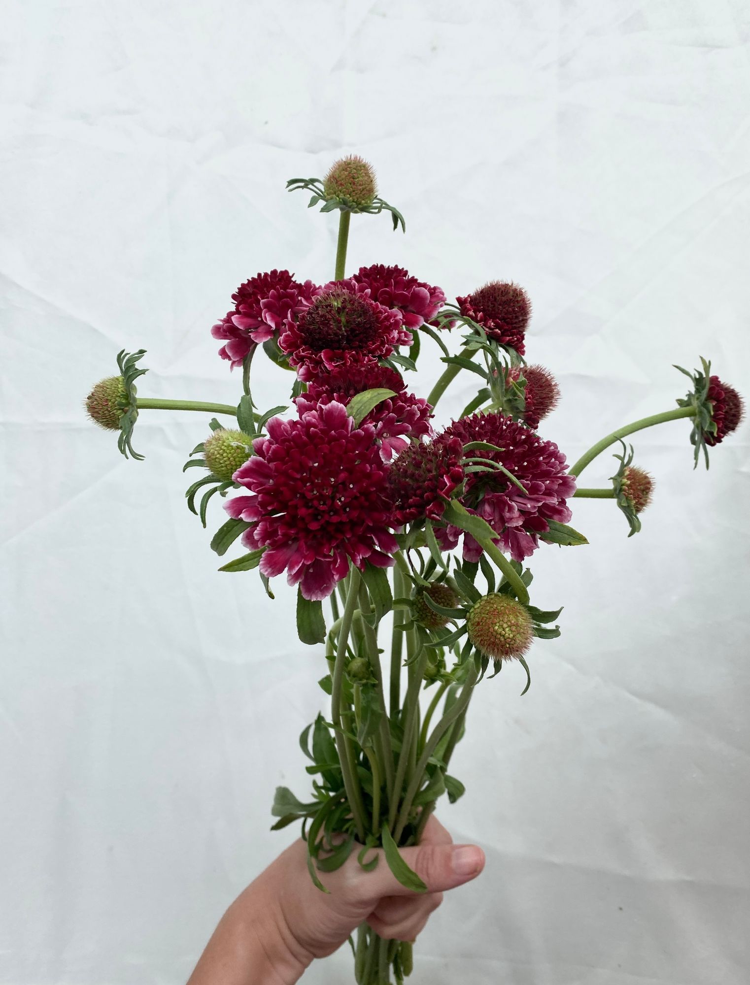 SCABIOSA atropurpurea x caucasica Focal Scoop