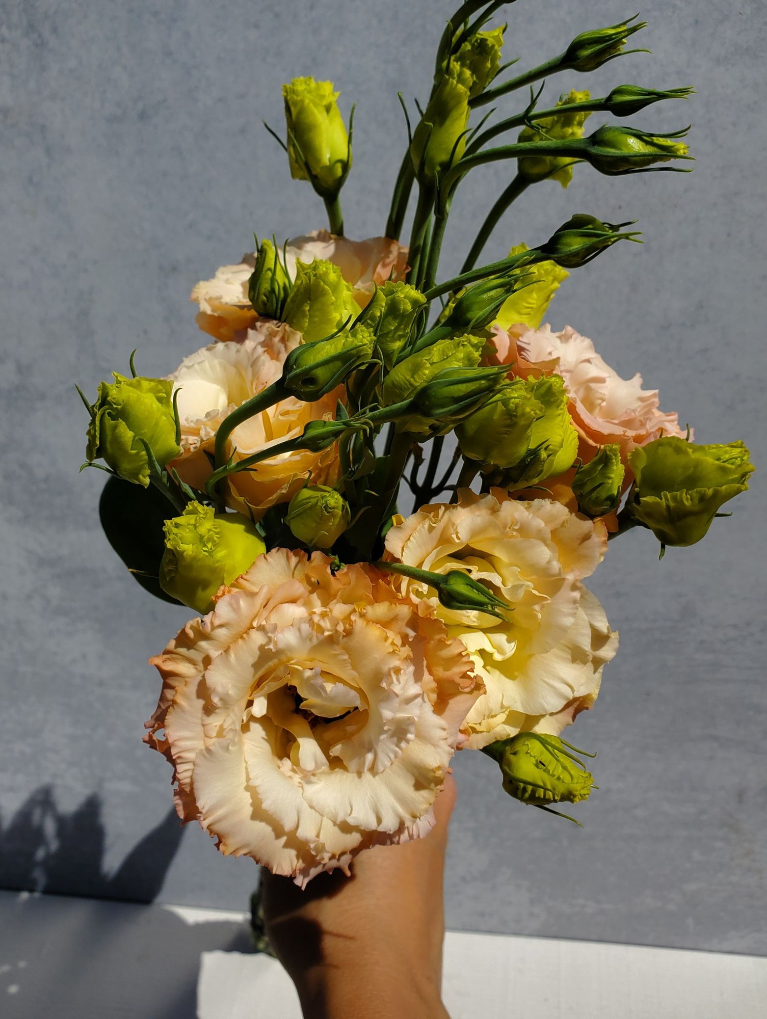 EUSTOMA grandiflorum Voyage Champagne