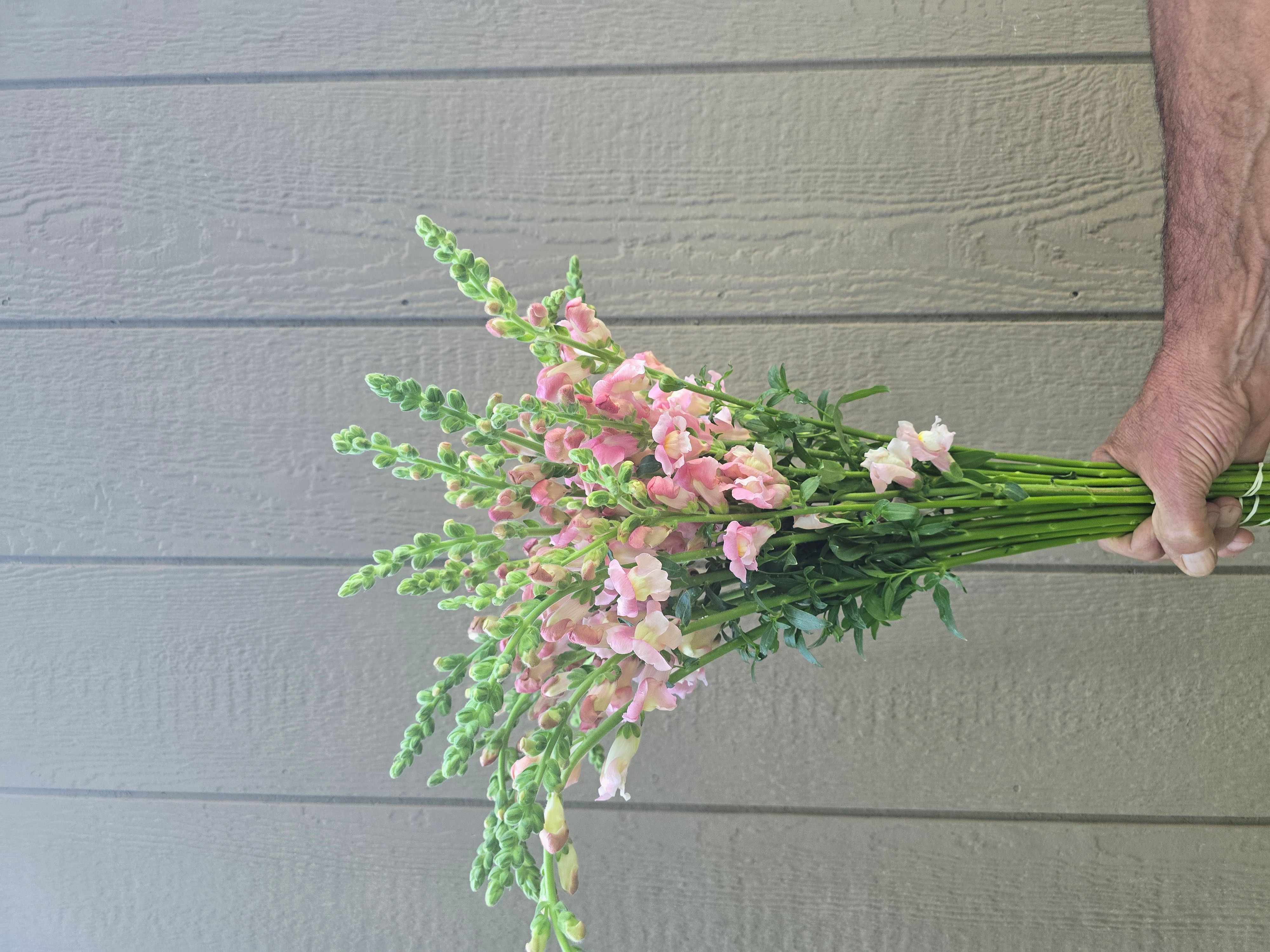 ANTIRRHINUM sempervirens