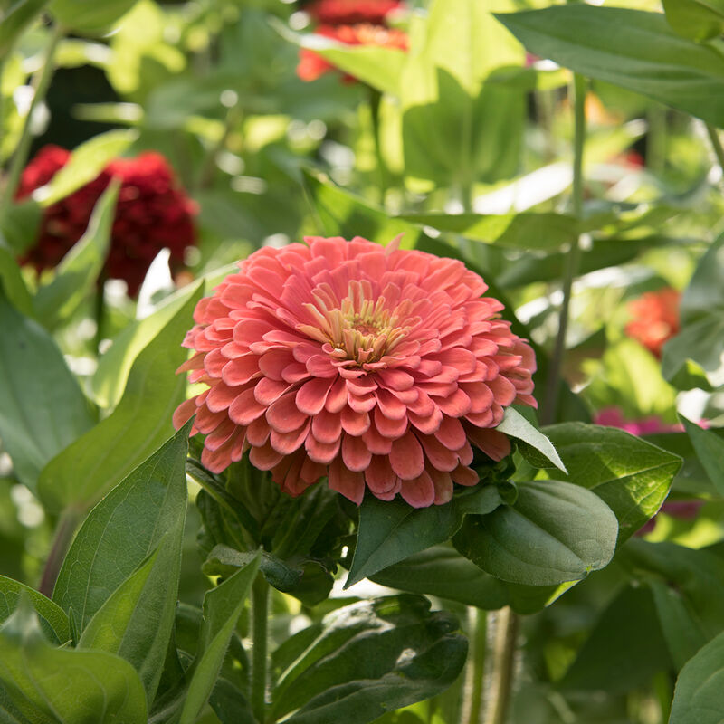 ZINNIA elegans Benary's Giant