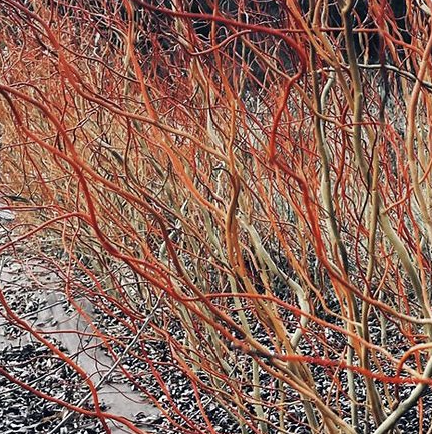 SALIX x Scarlet