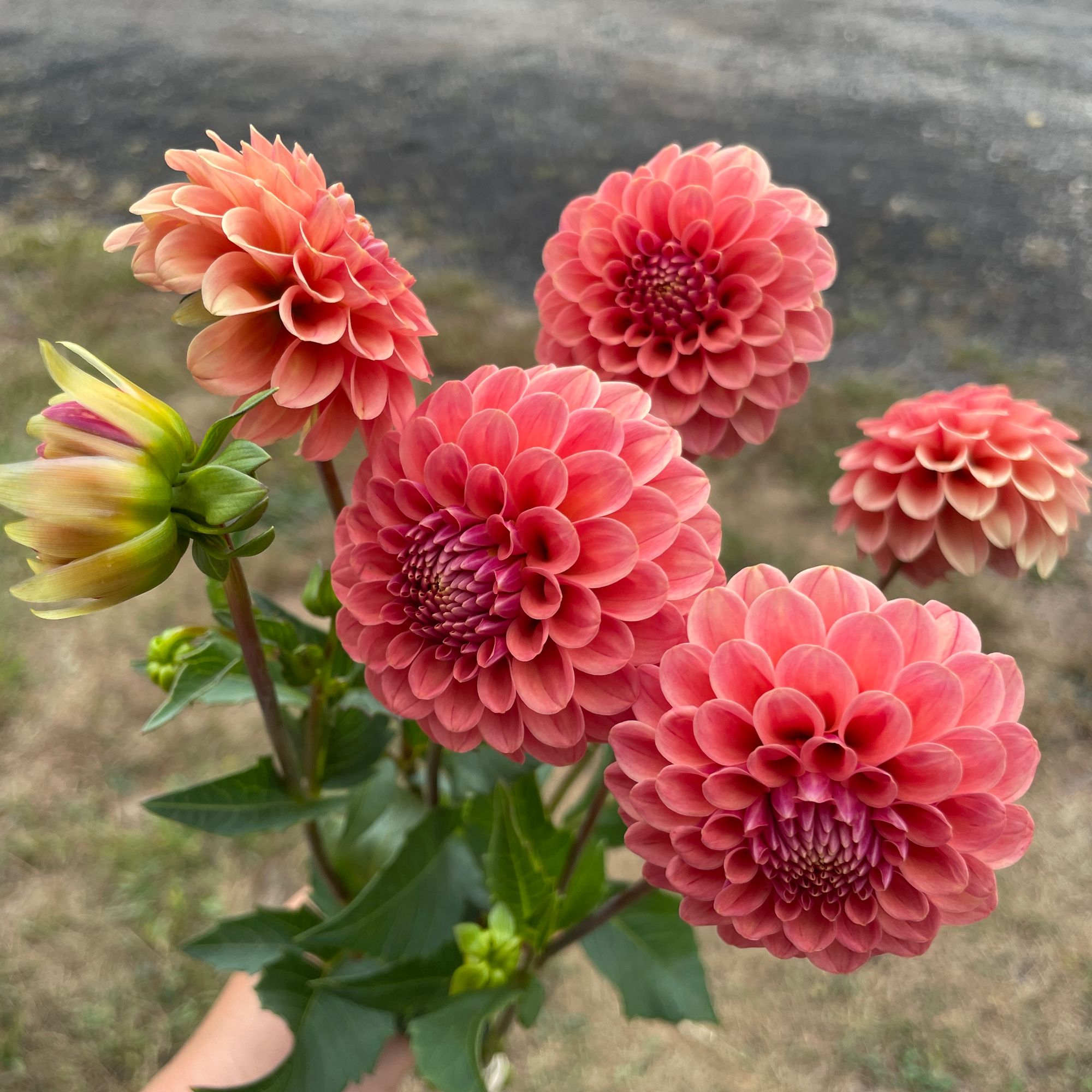 DAHLIA