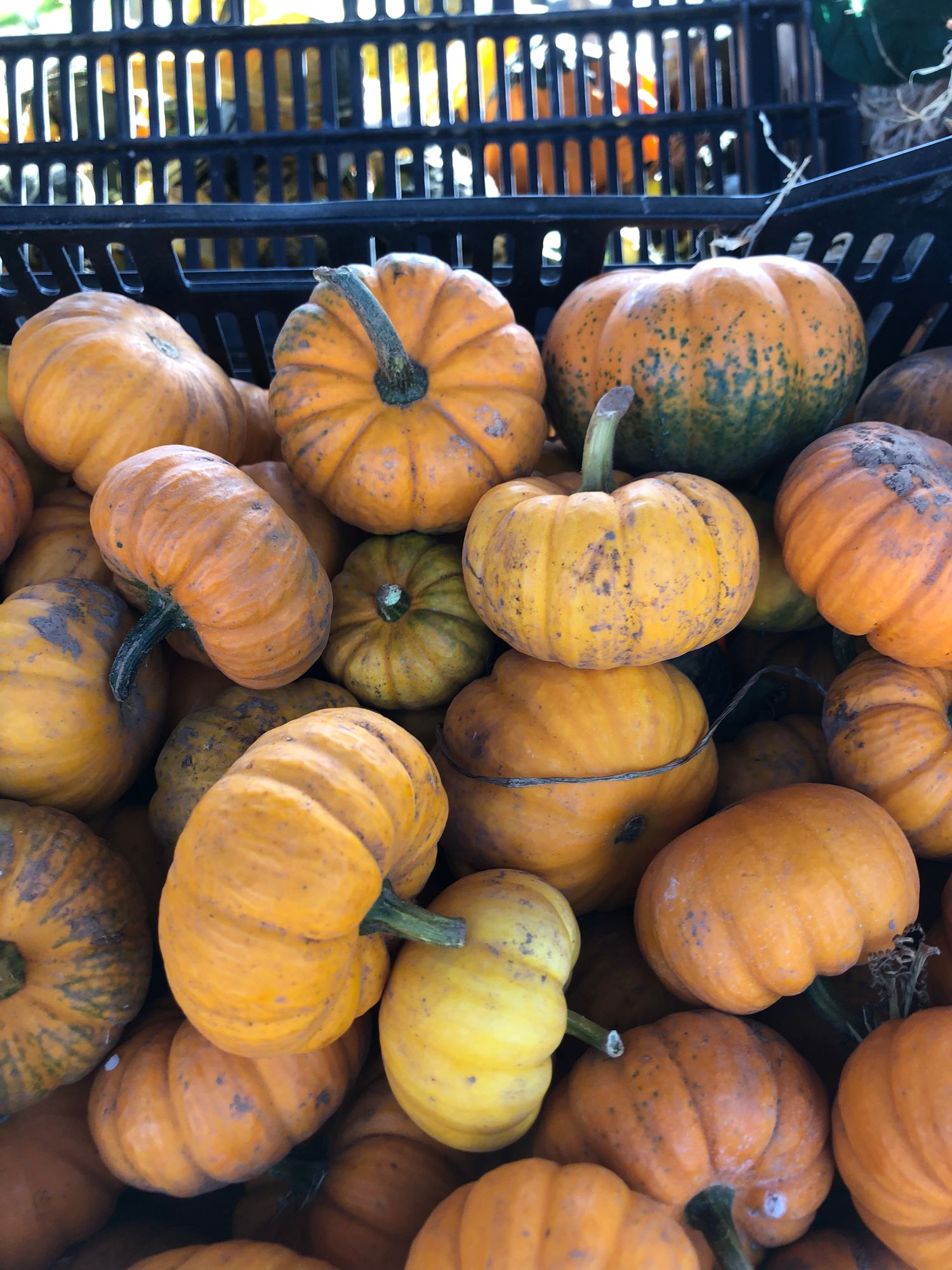 Mini Pumpkins