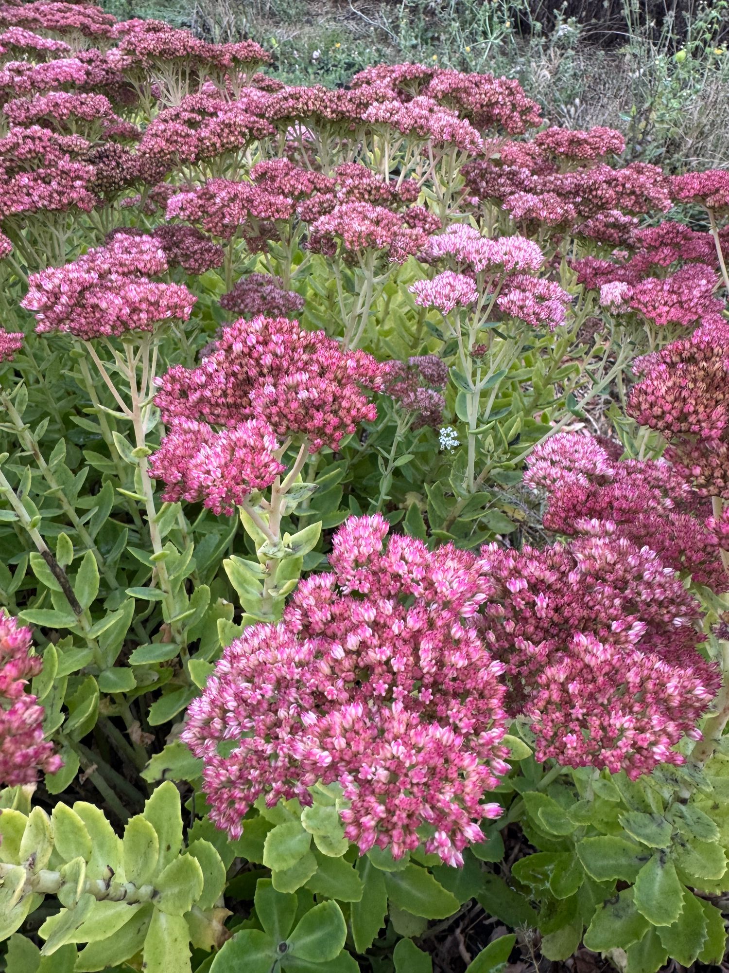 HYLOTELEPHIUM spectabile Autumn Joy
