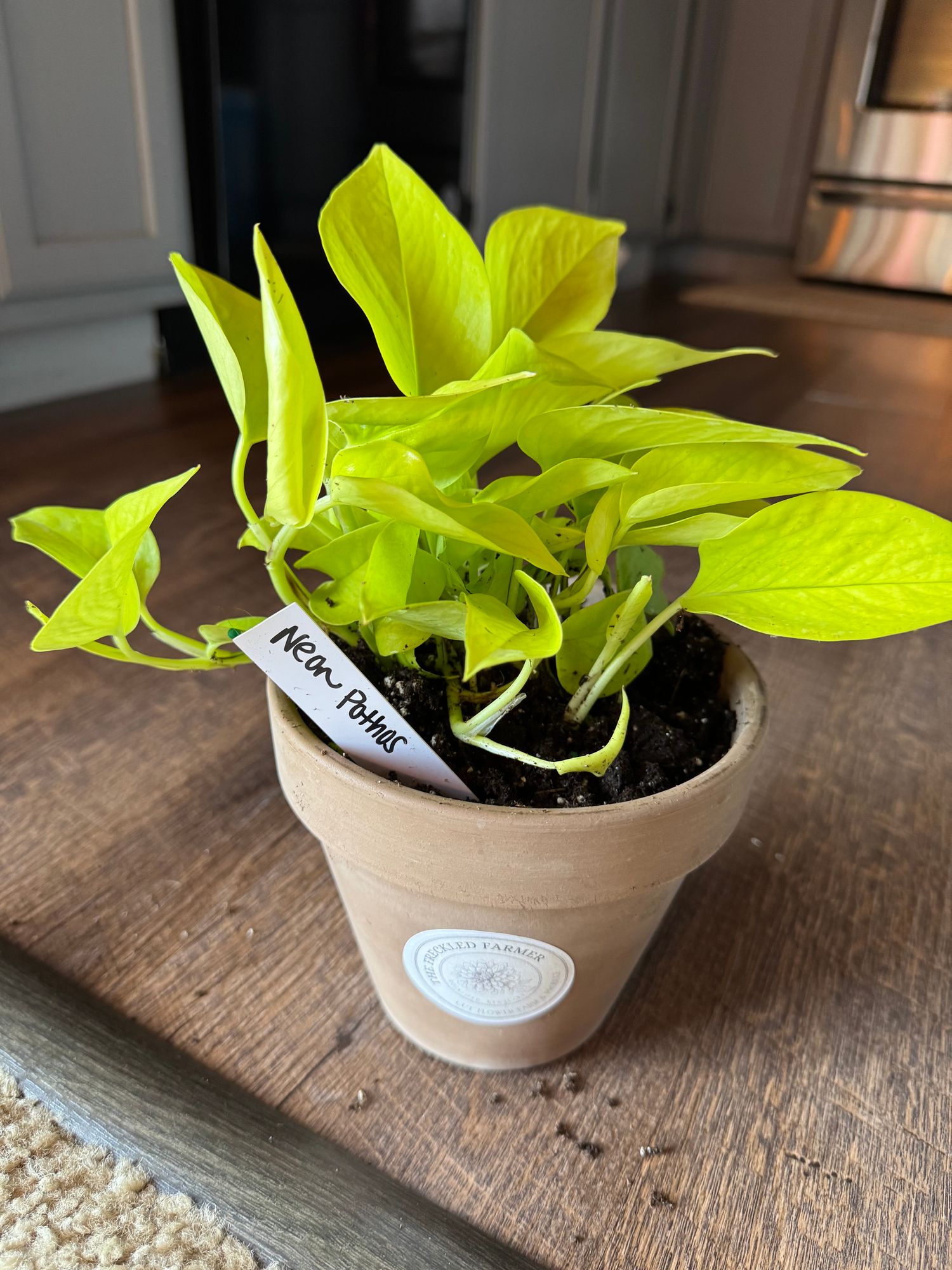 Neon Pothos