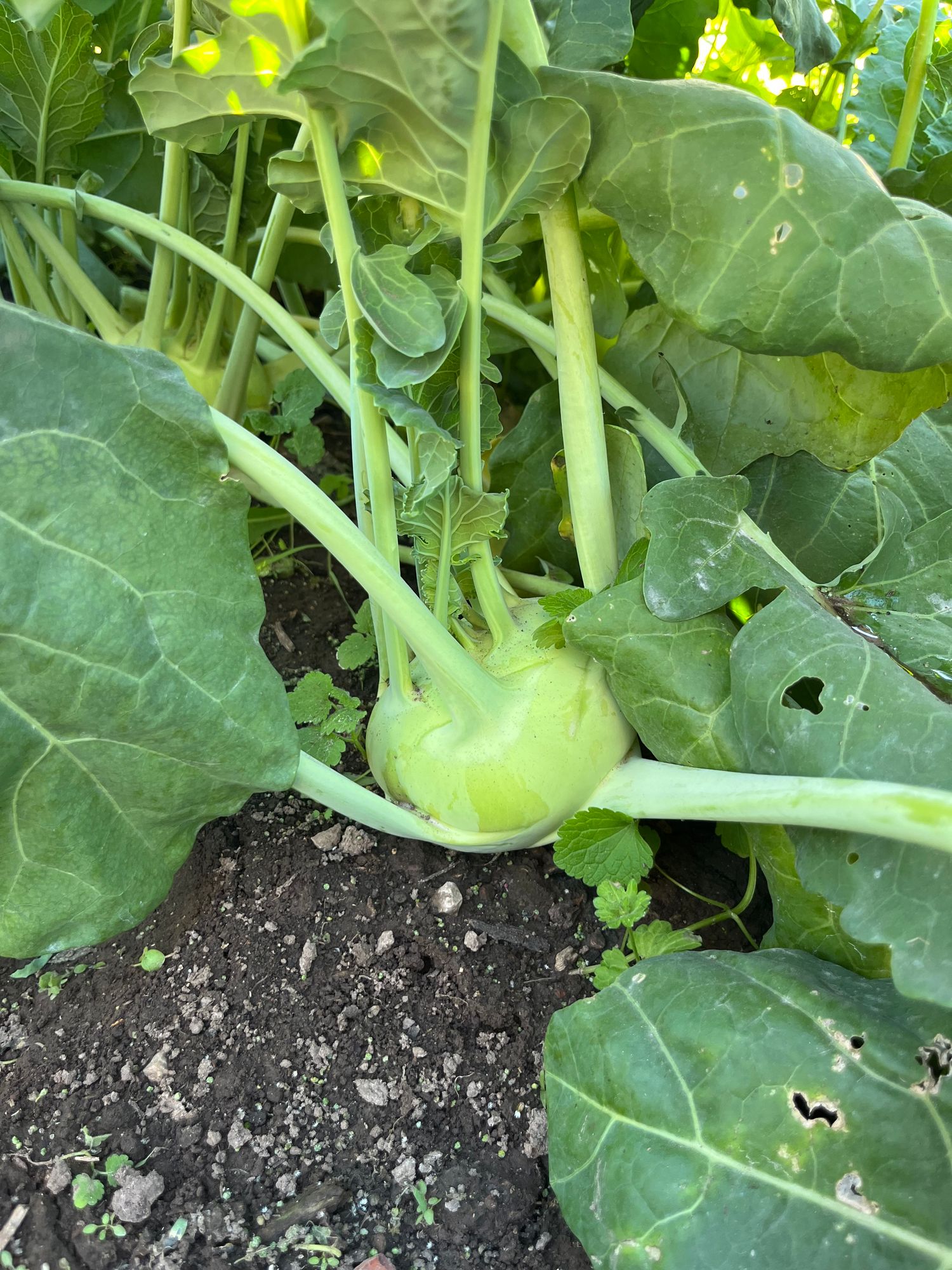 Kohlrabi