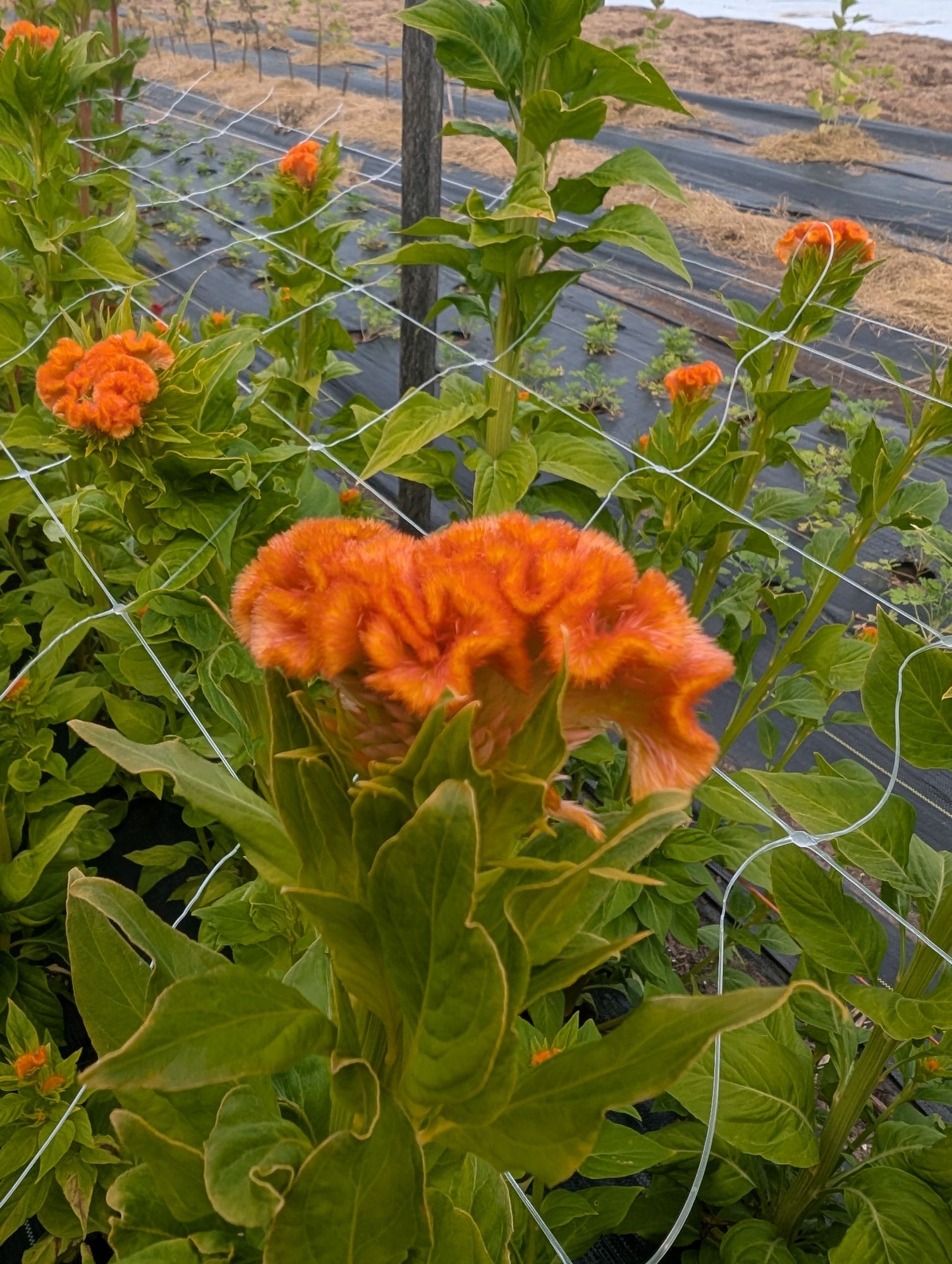 CELOSIA argentea var. cristata Orange Queen