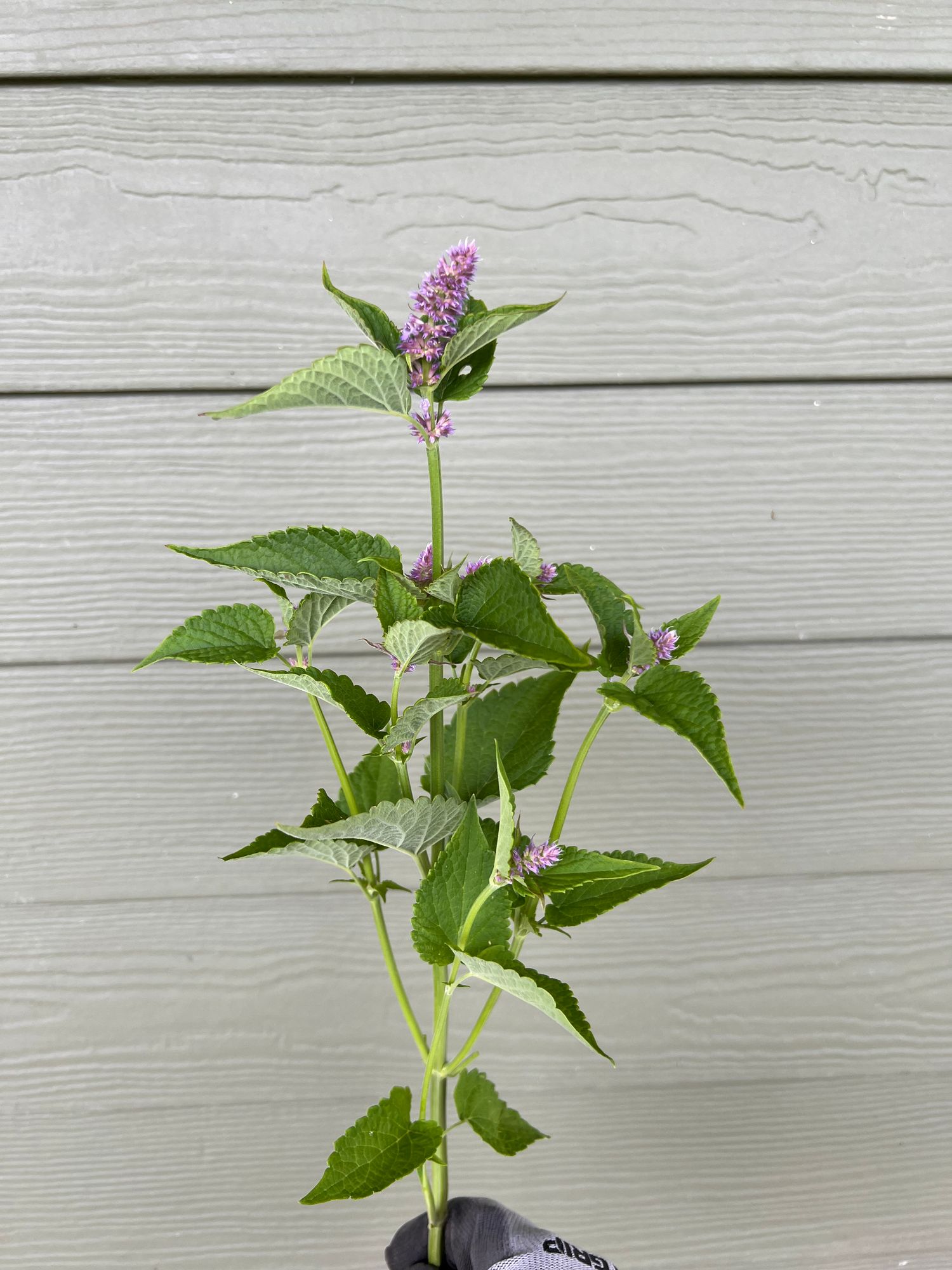 AGASTACHE x Astello Indigo