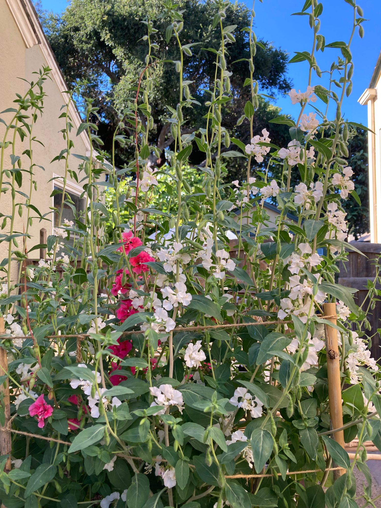 CLARKIA unguiculata Elegant White