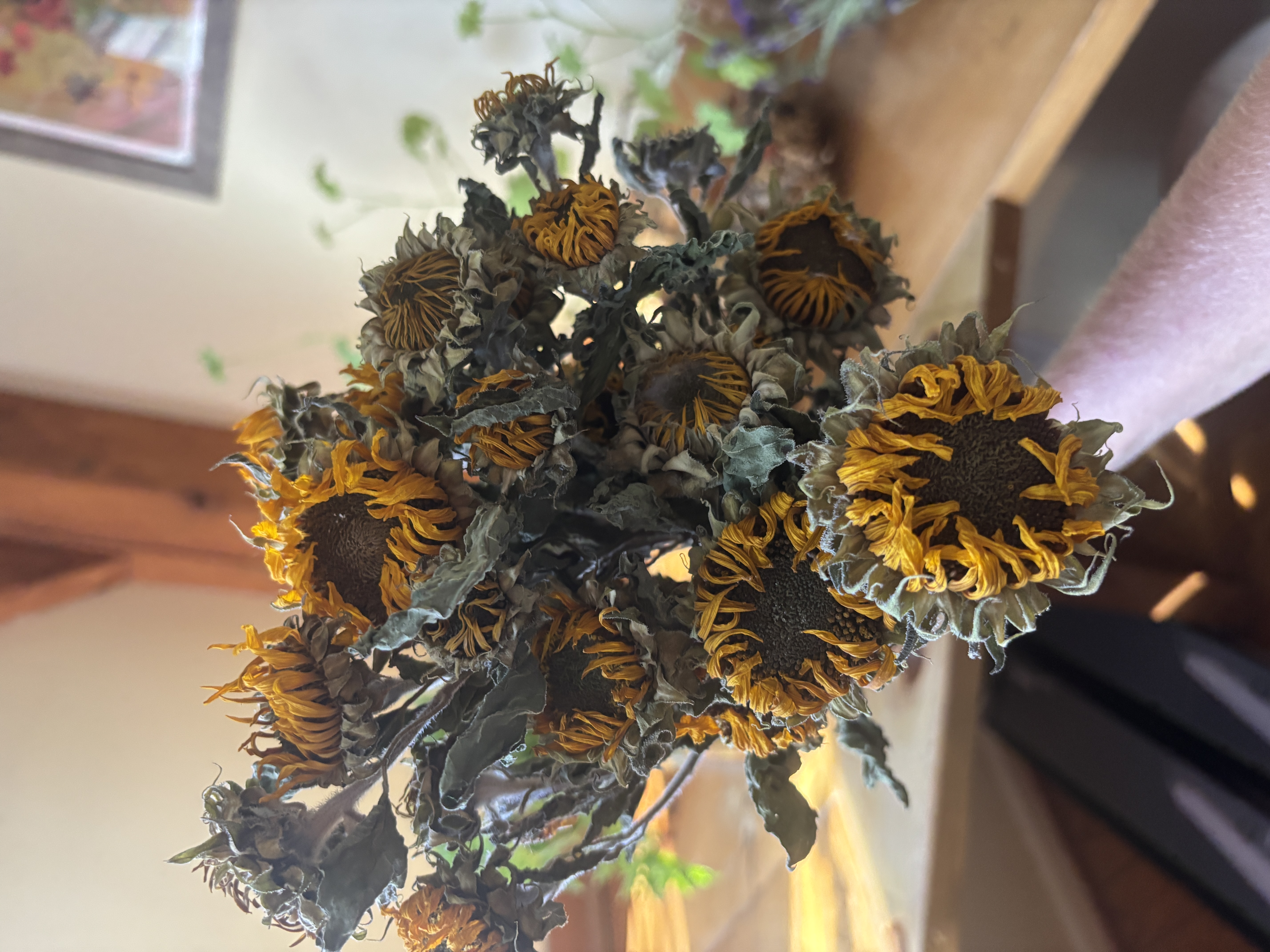 HELIANTHUS