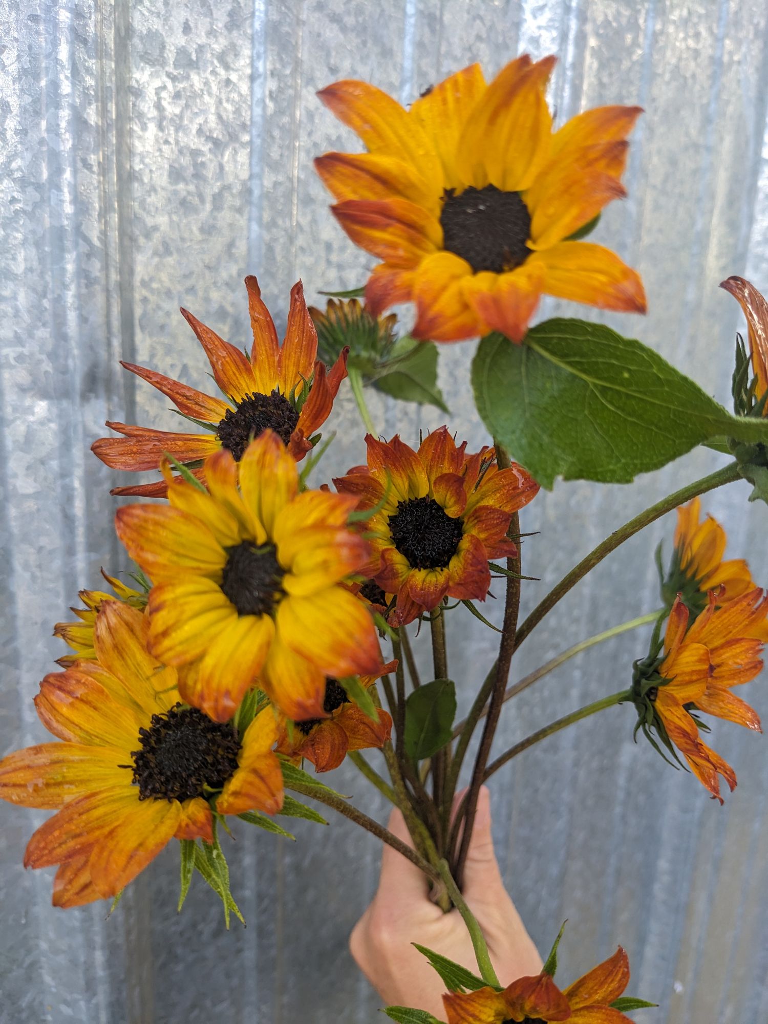 HELIANTHUS annuus Soluna Bronze
