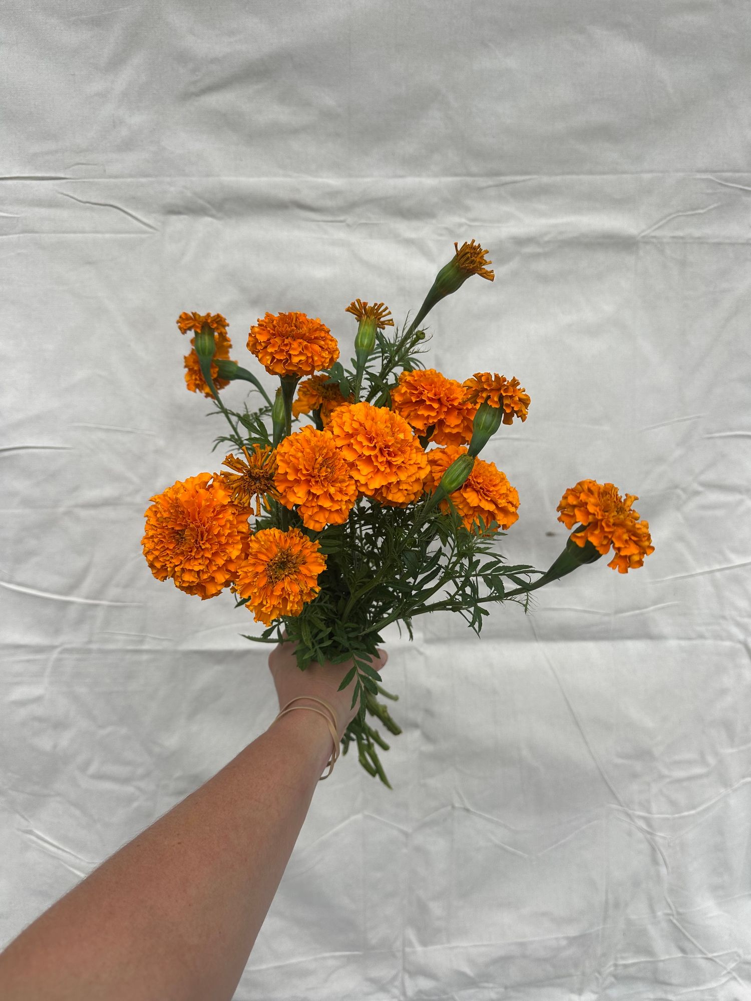 TAGETES erecta