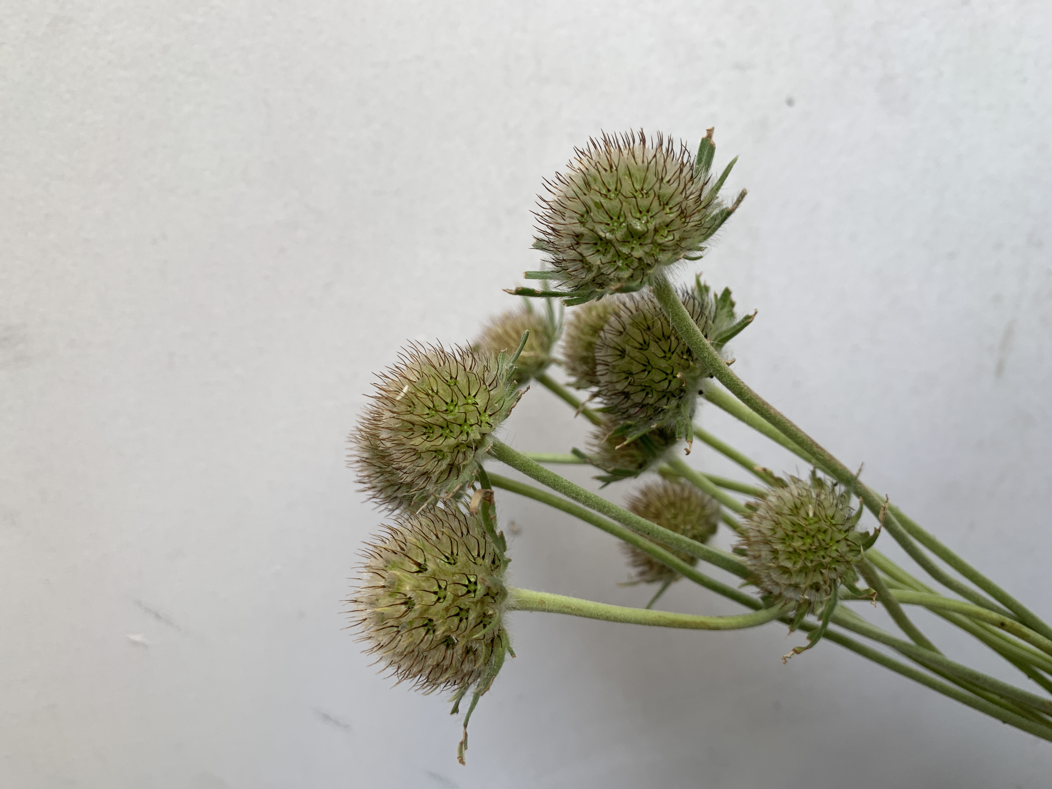 SCABIOSA caucasica Fama