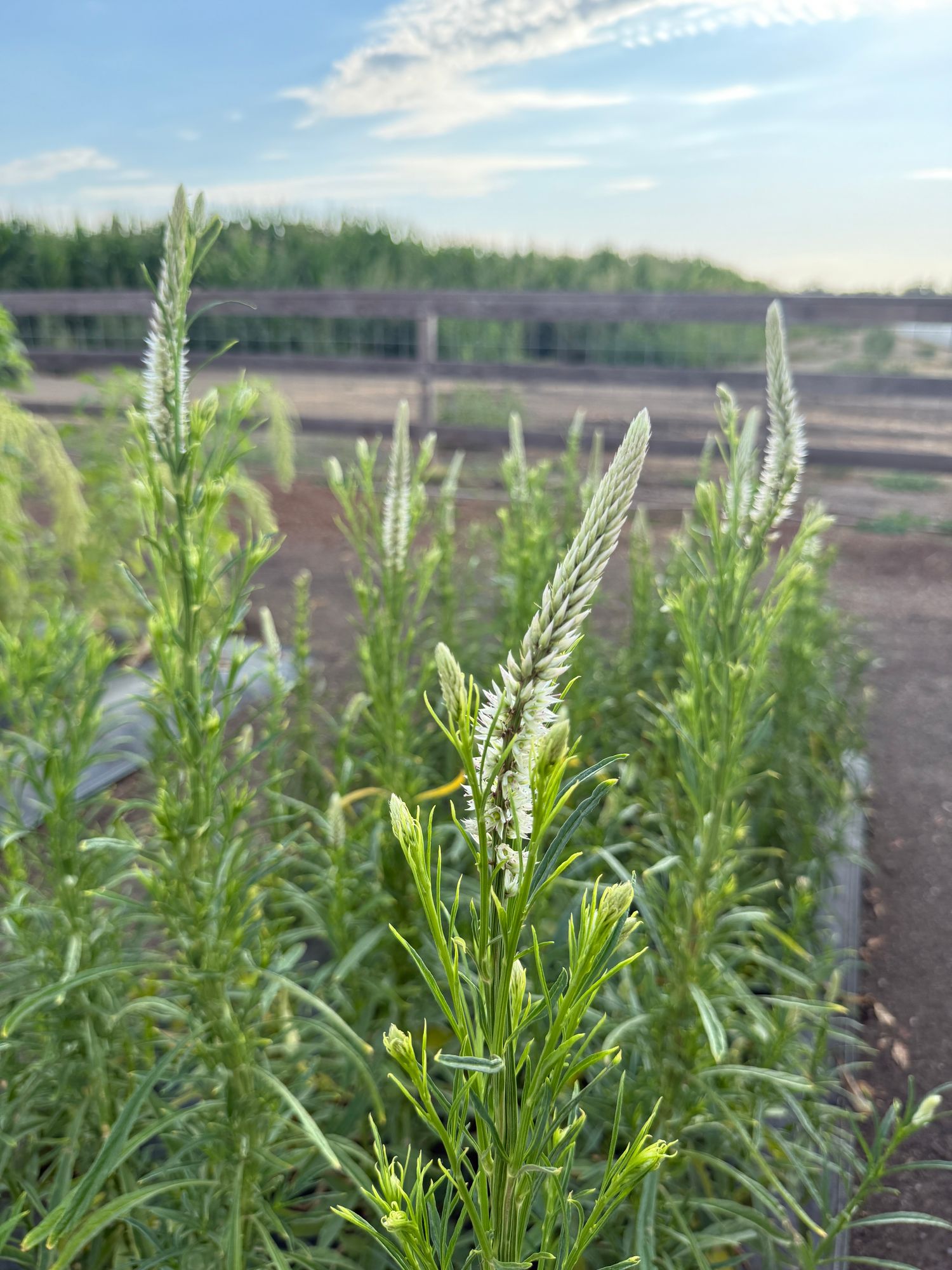 CELOSIA argentea spicata Flamingo Feather