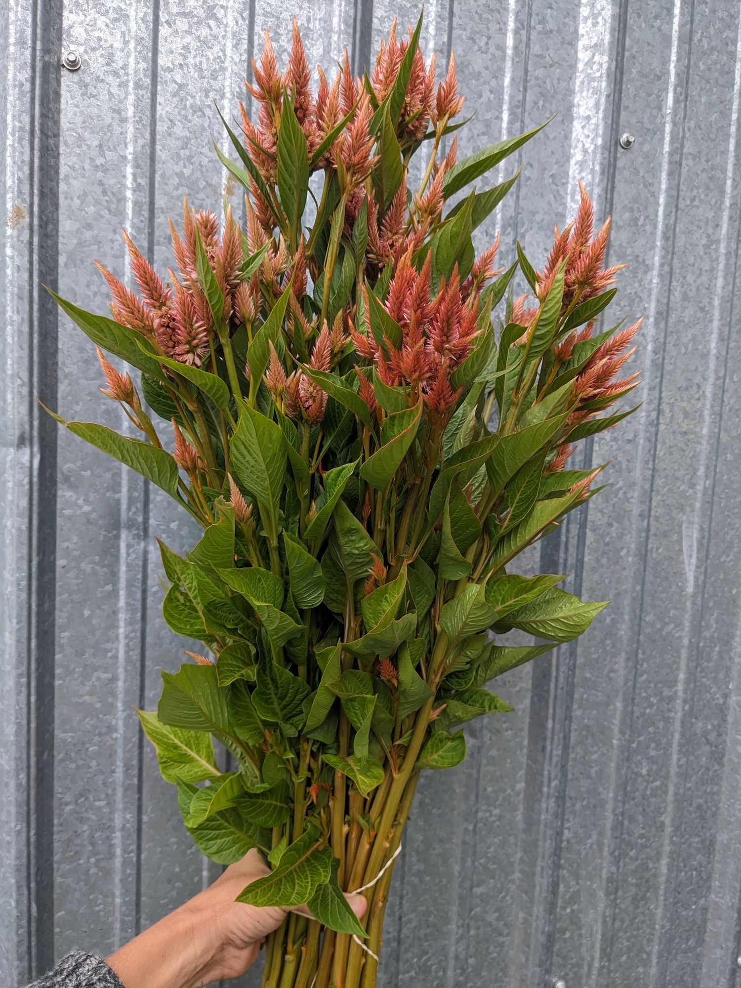 CELOSIA argentea spicata Celway Terracotta