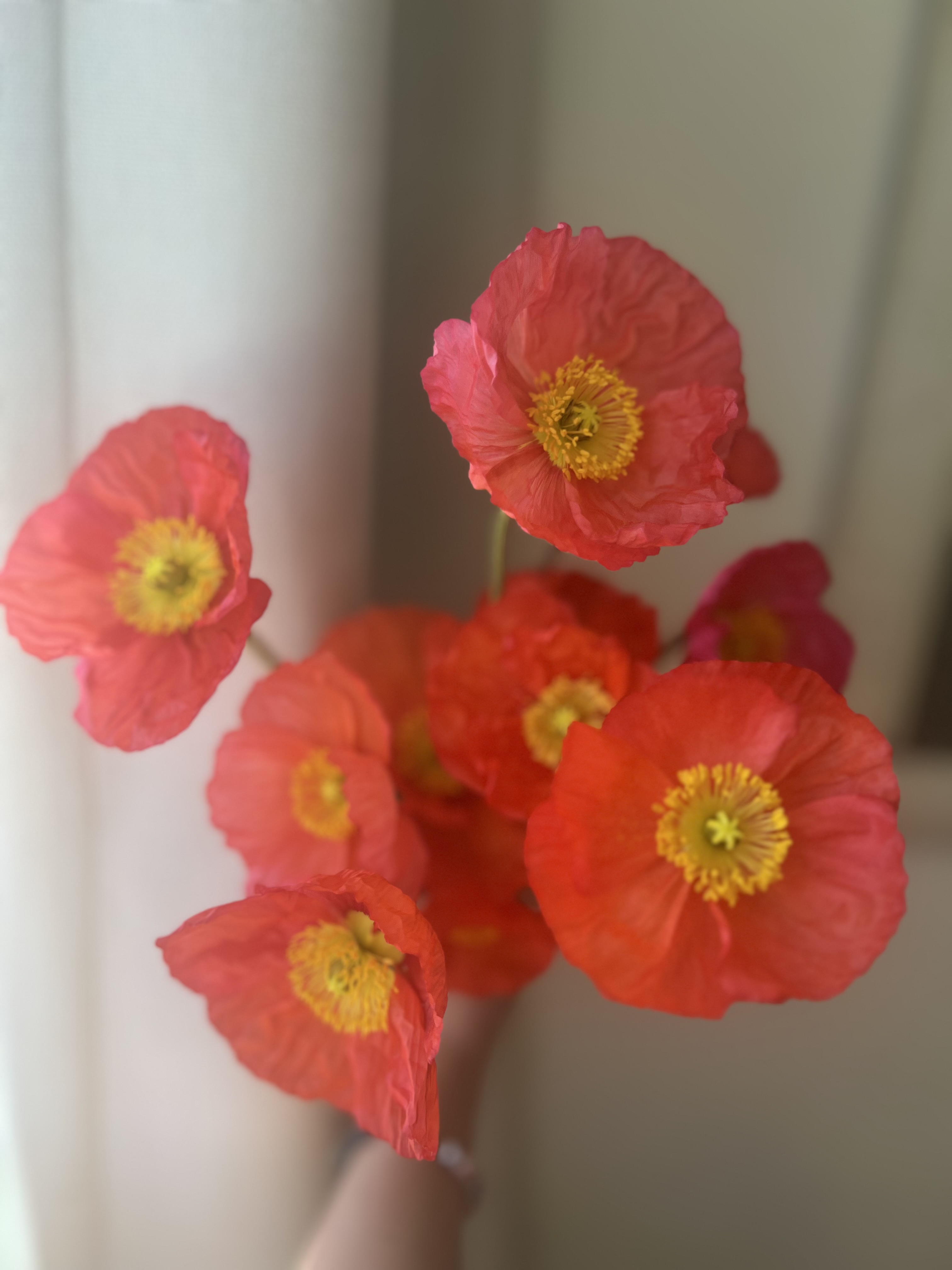 PAPAVER nudicaule Champagne Bubbles