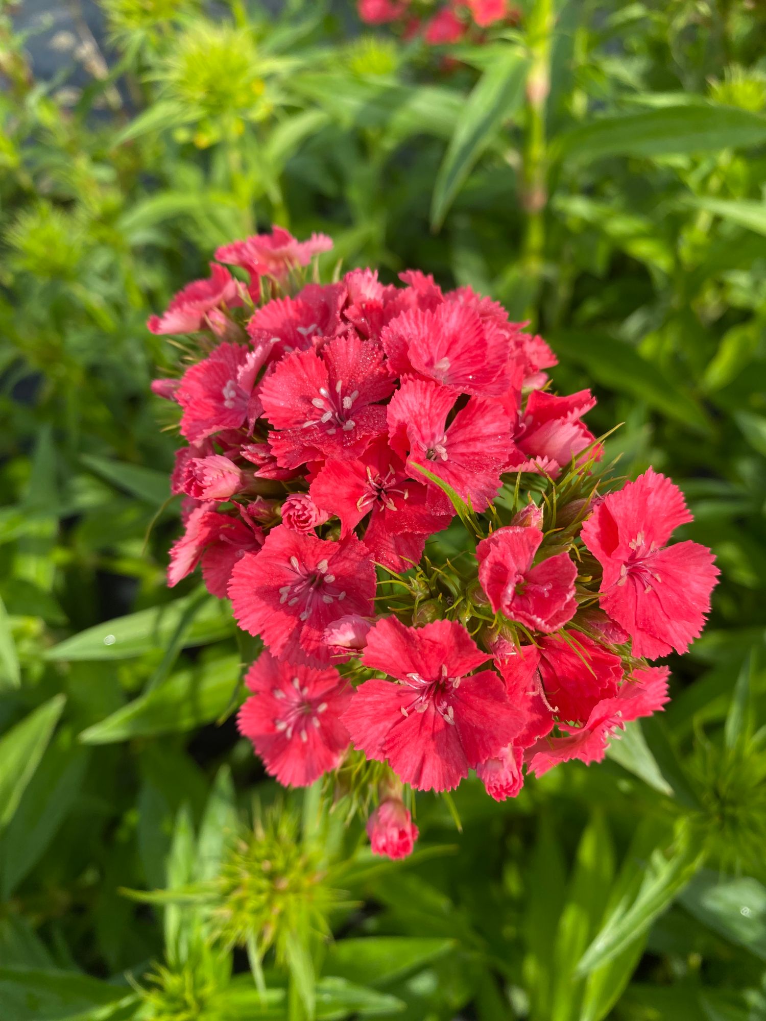 DIANTHUS barbatus Sweet Coral