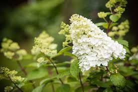 HYDRANGEA paniculata