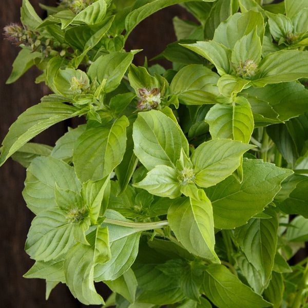 OCIMUM basilicum Citriodora