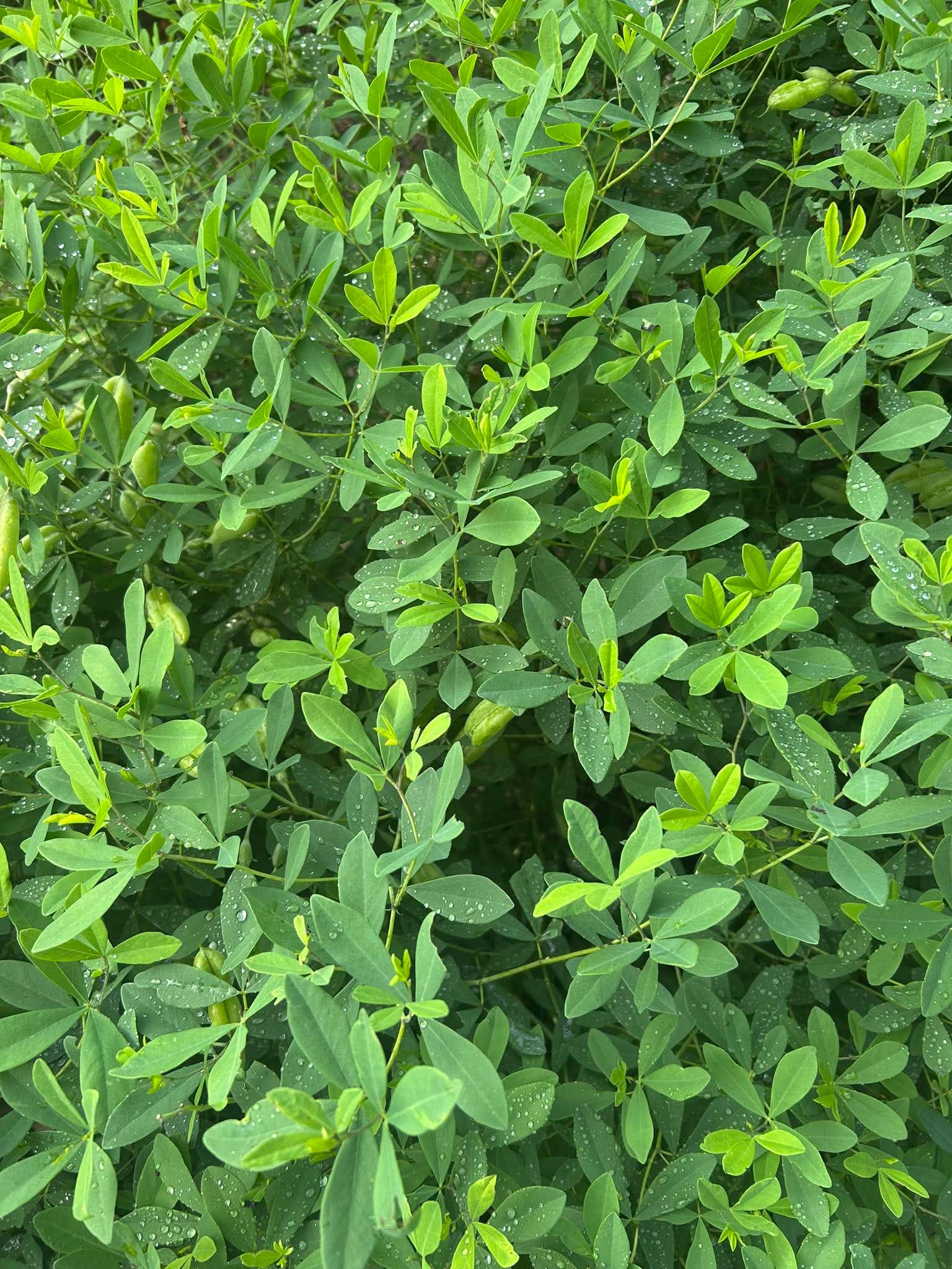 BAPTISIA australis