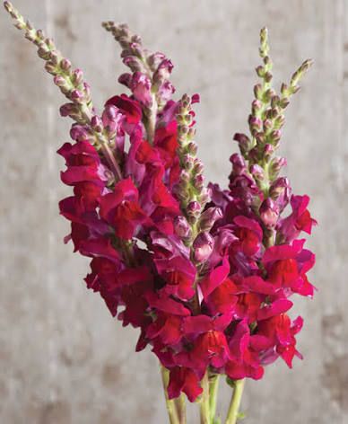 ANTIRRHINUM majus