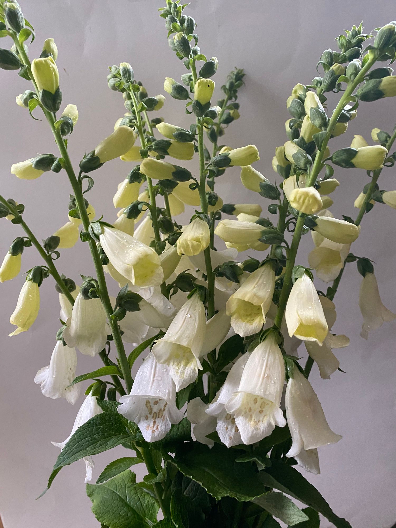 DIGITALIS purpurea Camelot