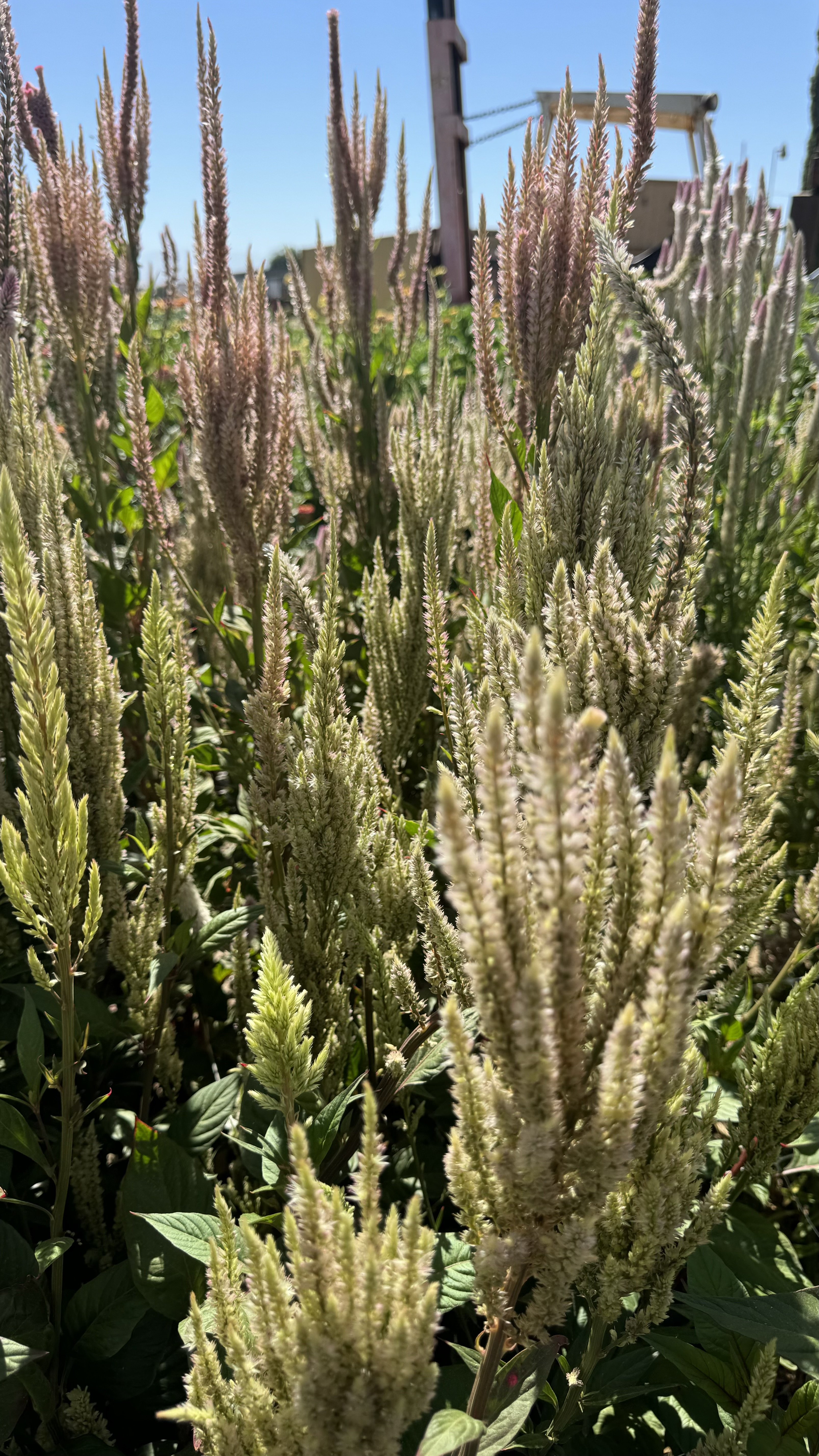 CELOSIA argentea var. plumosa Texas Plume Vintage Rose