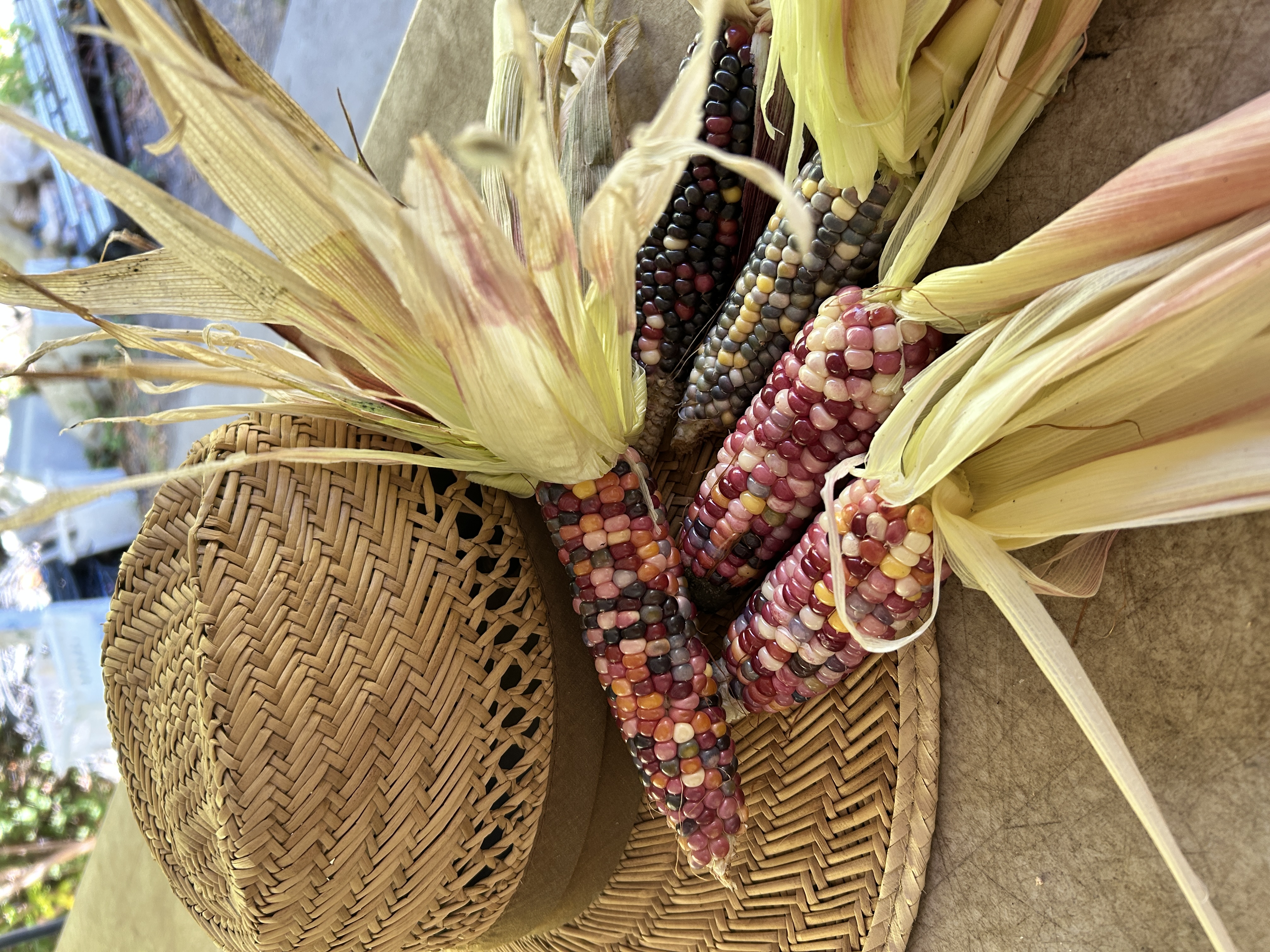 ZEA mays