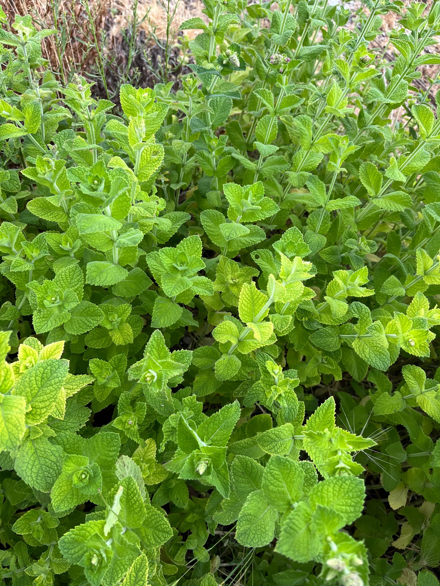 MENTHA suaveolens