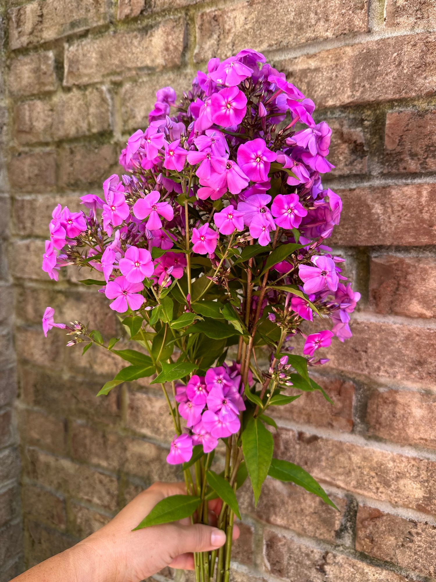 PHLOX paniculata
