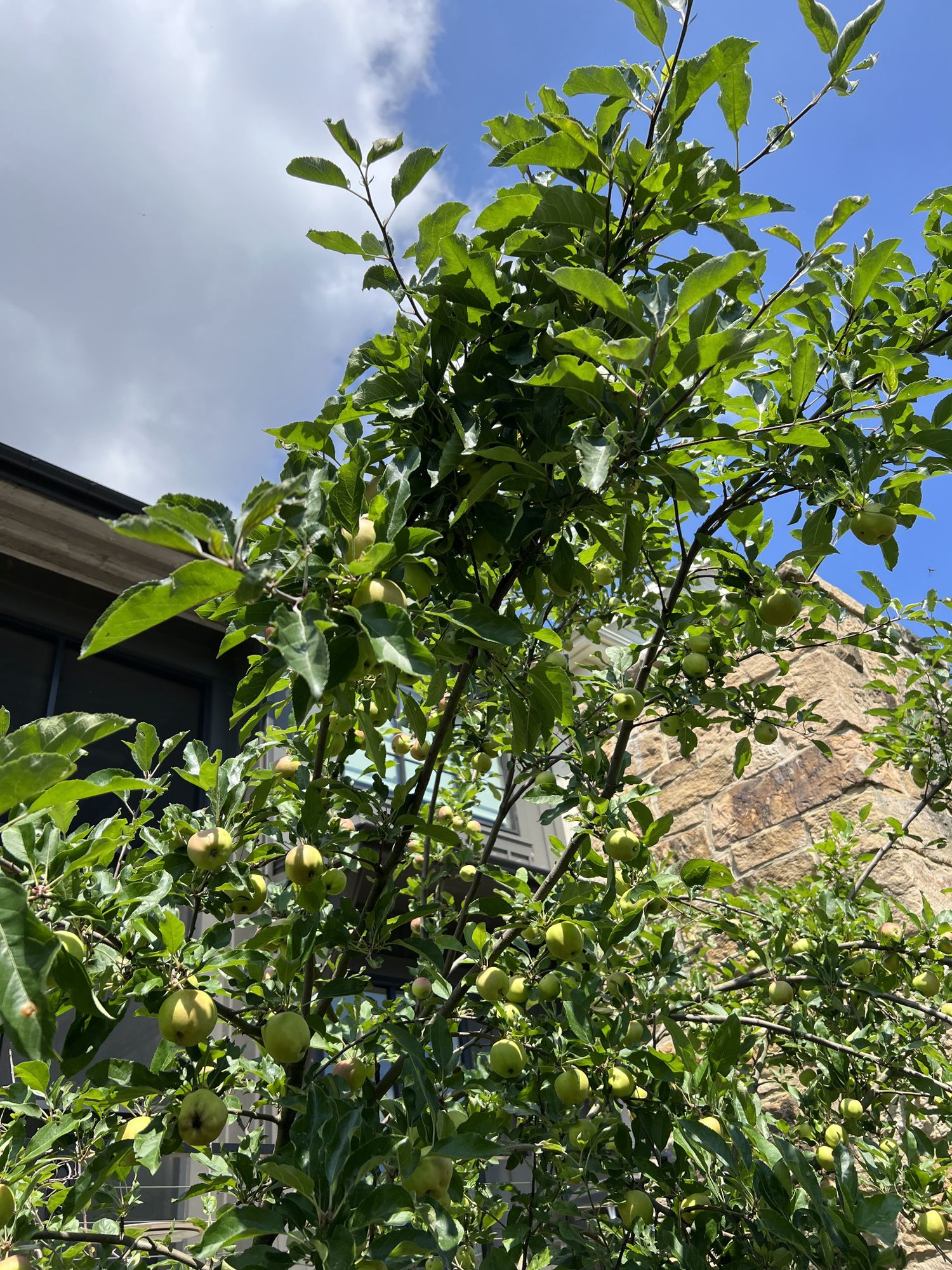 MALUS