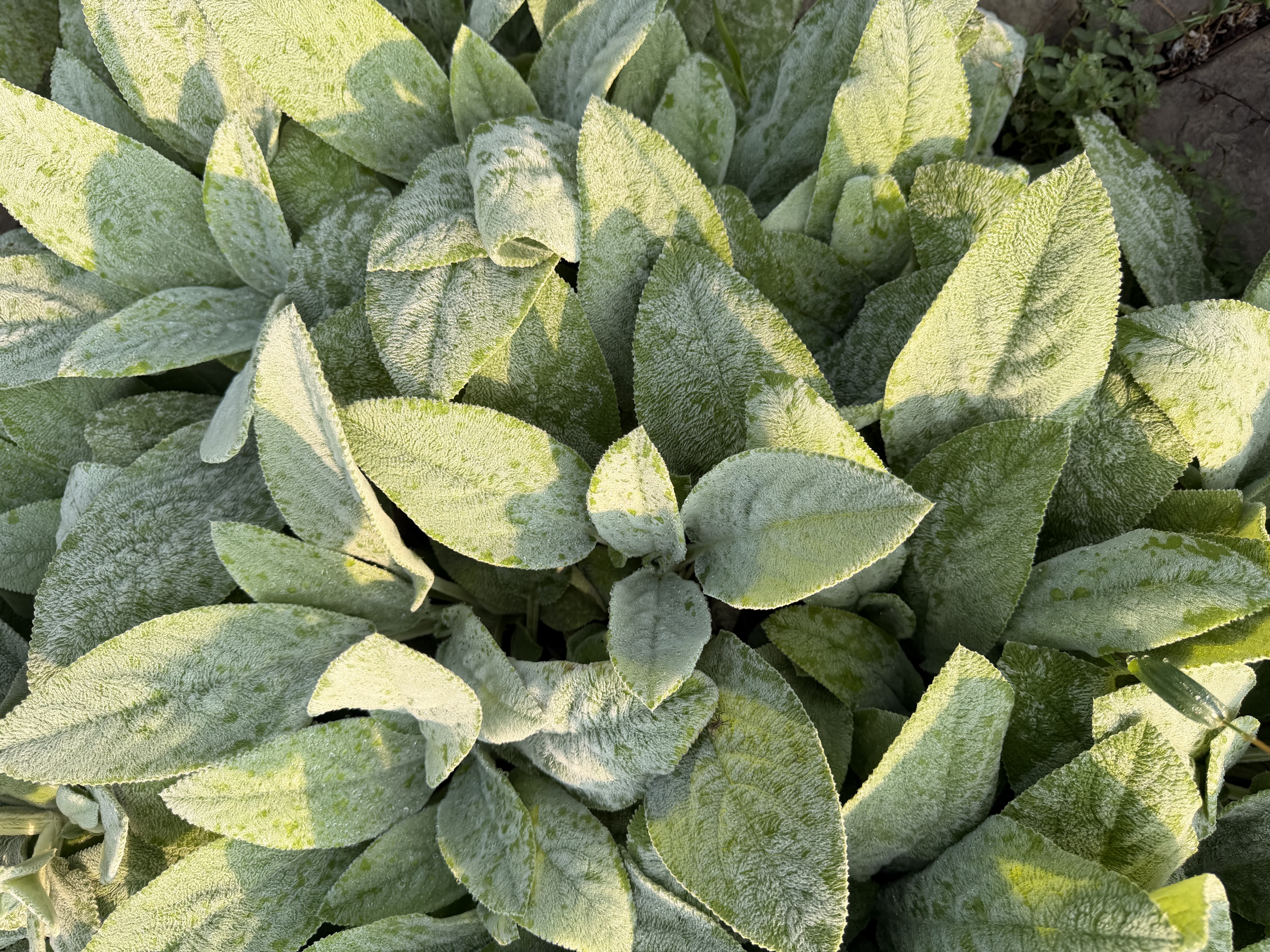STACHYS byzantina