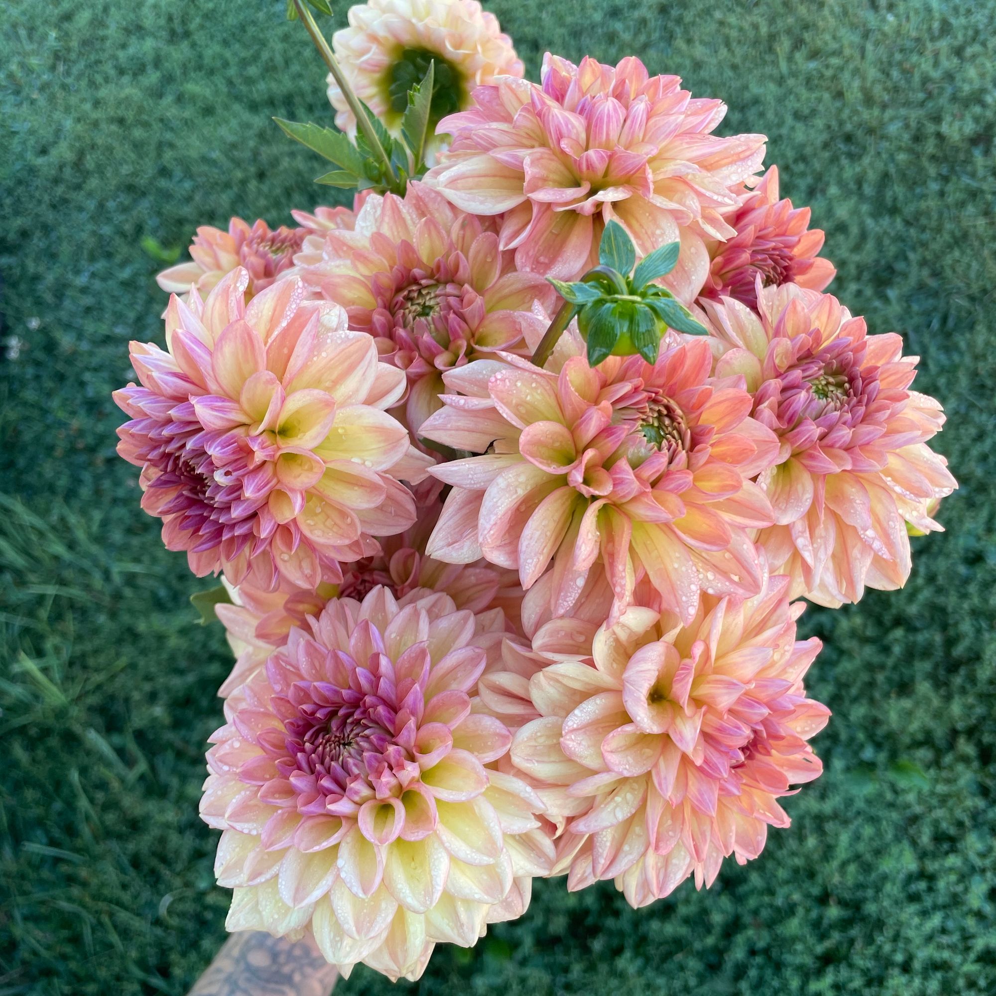 DAHLIA Larks Ebbe