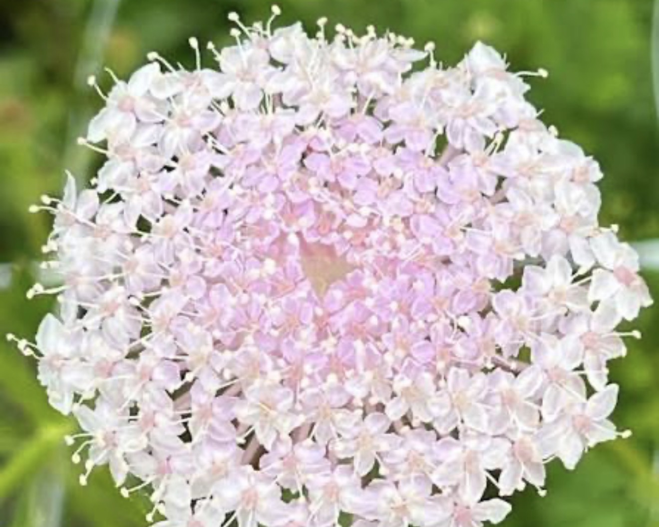 TRACHYMENE coerulea Lacy Pink