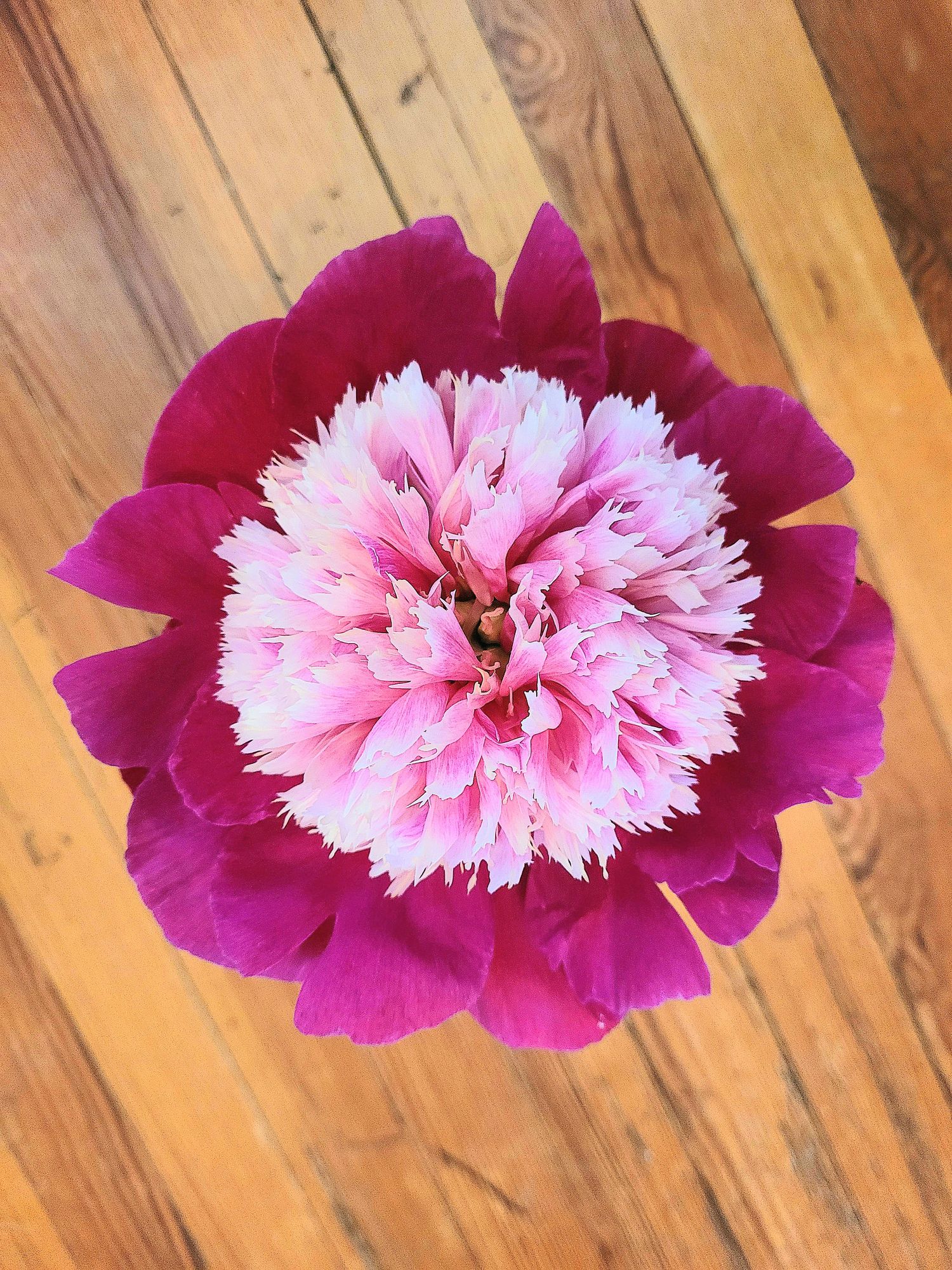 PAEONIA