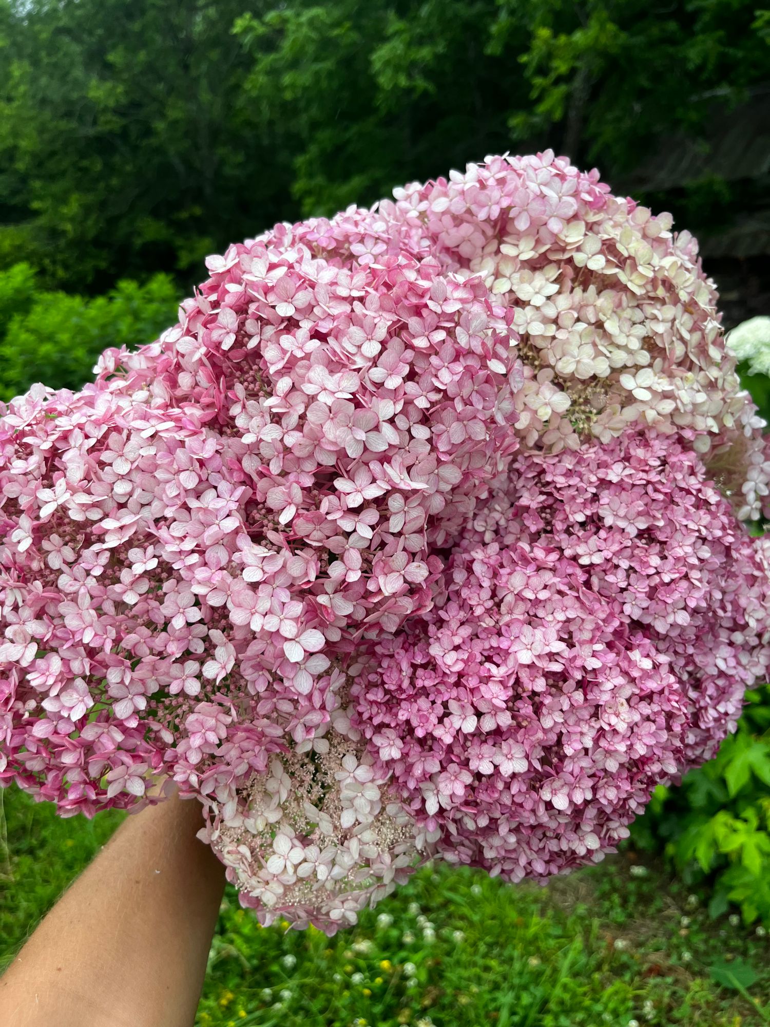 HYDRANGEA arborescens Incrediball