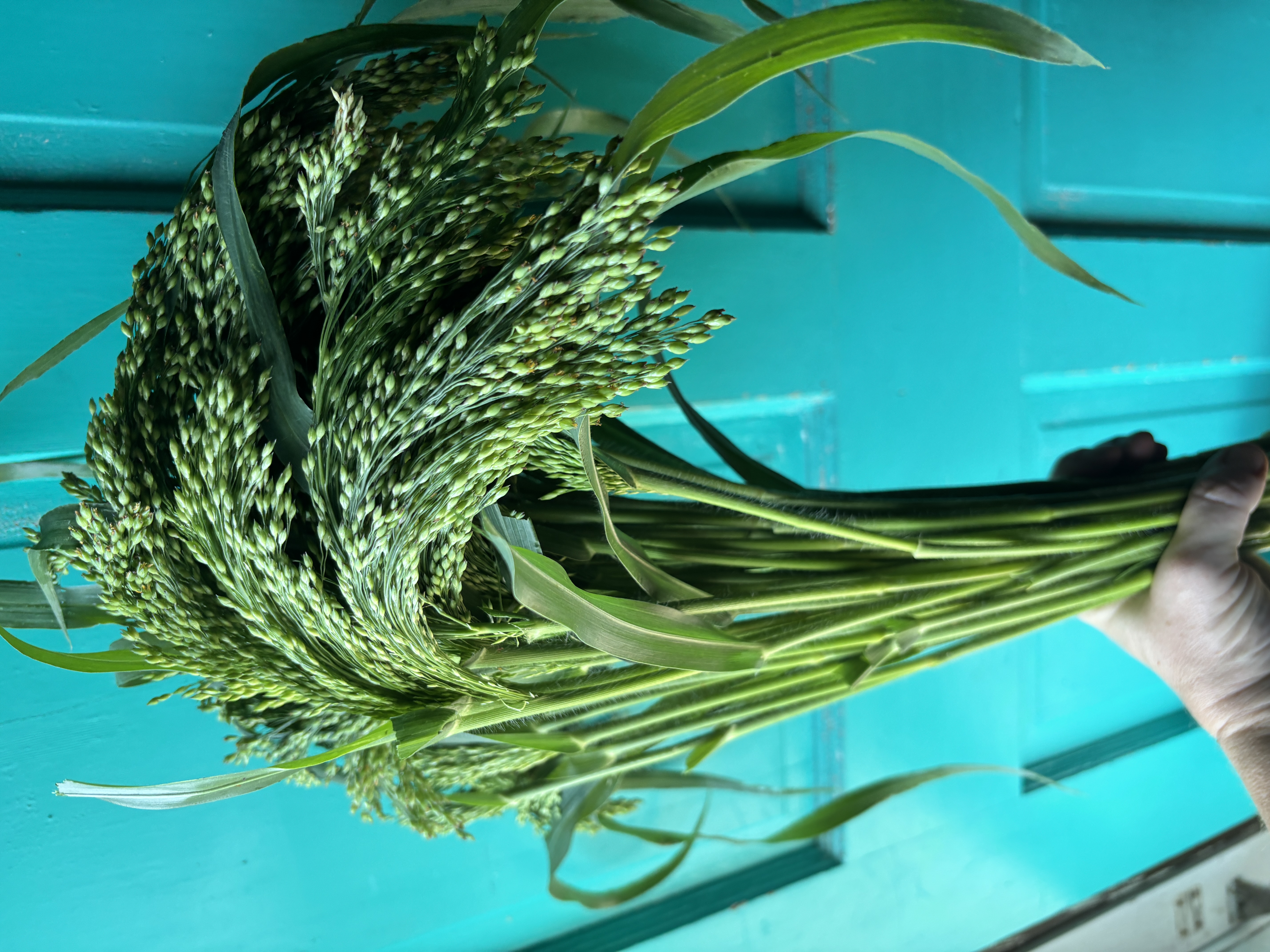 PANICUM violaceum Green Drops